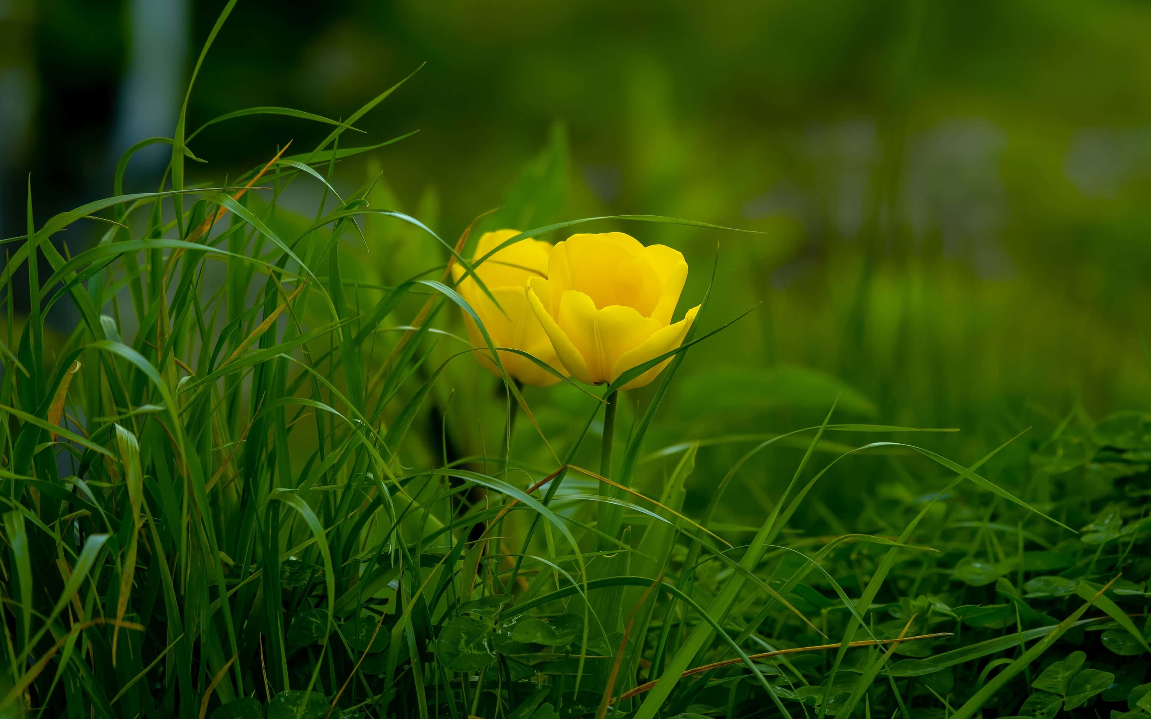 Bright Yellow Tulips, full bloom, lush green grass, 4K Desktop Wallpaper