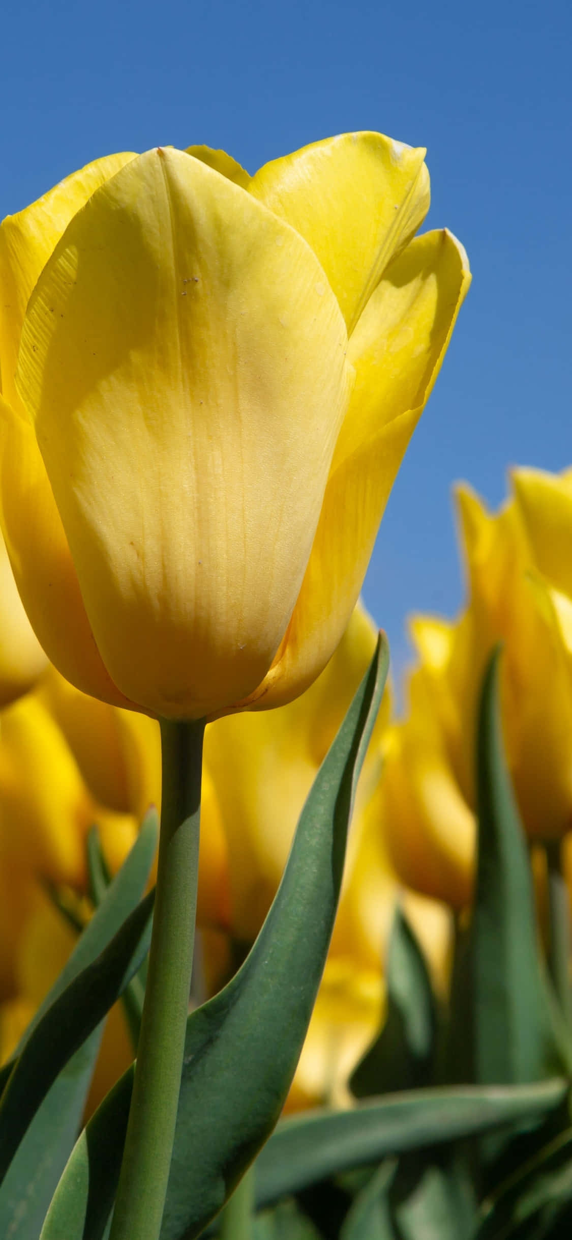 Yellow Tulips, vibrant yellow tulip, clear blue sky, Full HD Phone Wallpaper