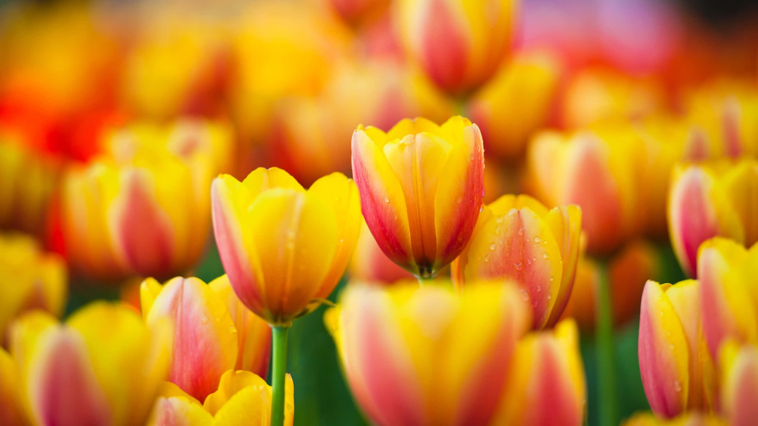 Yellow Tulips, vibrant yellow, pink tulips, 2K Desktop Wallpaper