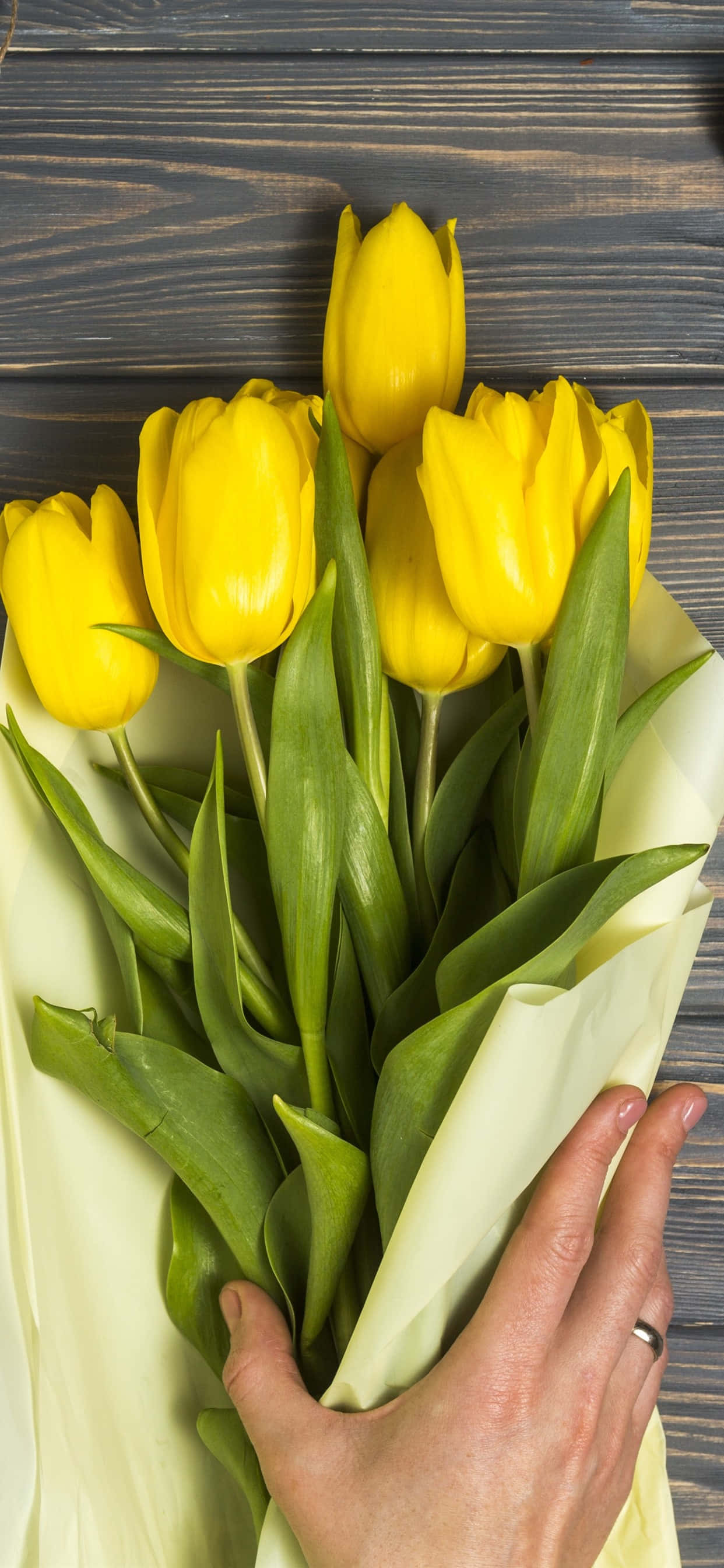 yellow tulips, vibrant bouquet of yellow tulips, cream paper, 2K Phone Wallpaper