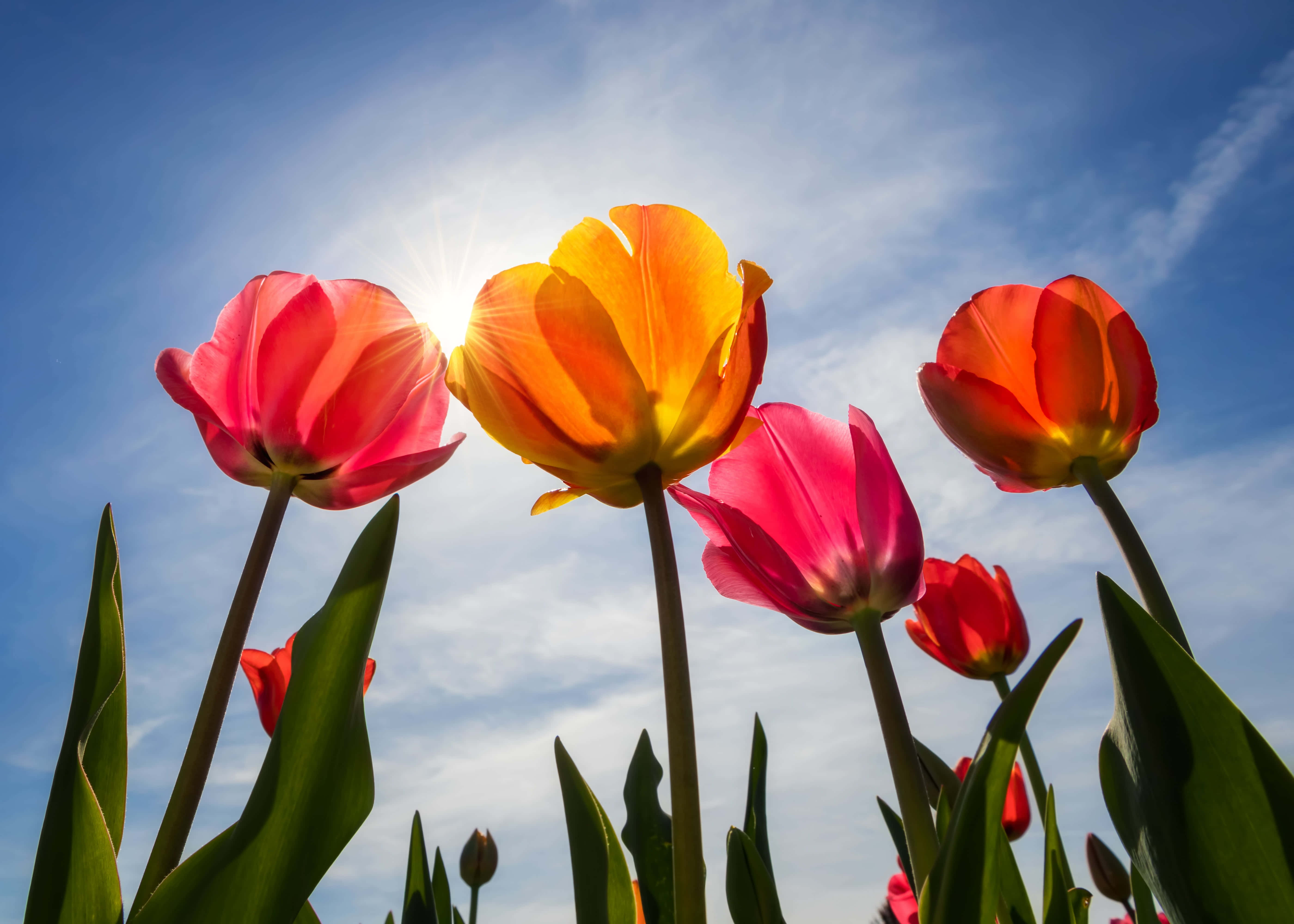 Yellow Tulips, pink and orange tulips, bright blue sky, 5K Desktop Wallpaper