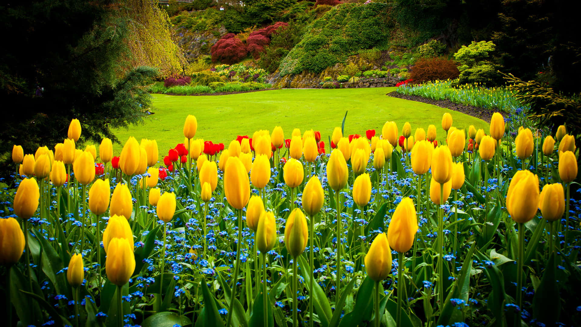 Yellow Tulips, blue forget-me-nots, manicured green lawn, Full HD Desktop Wallpaper