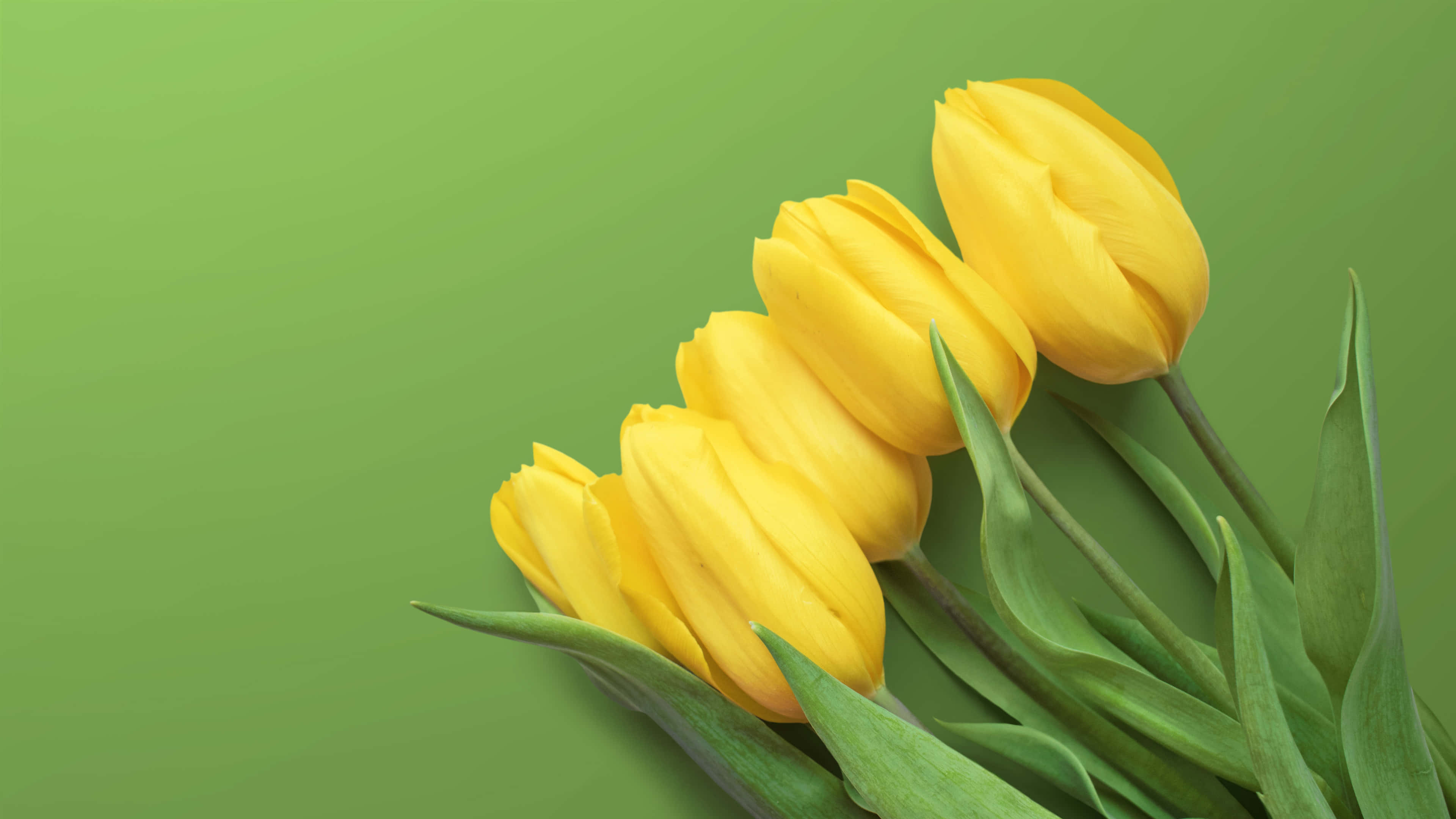 Yellow Tulips, vibrant yellow tulips, green stems and leaves, 4K Desktop Wallpaper