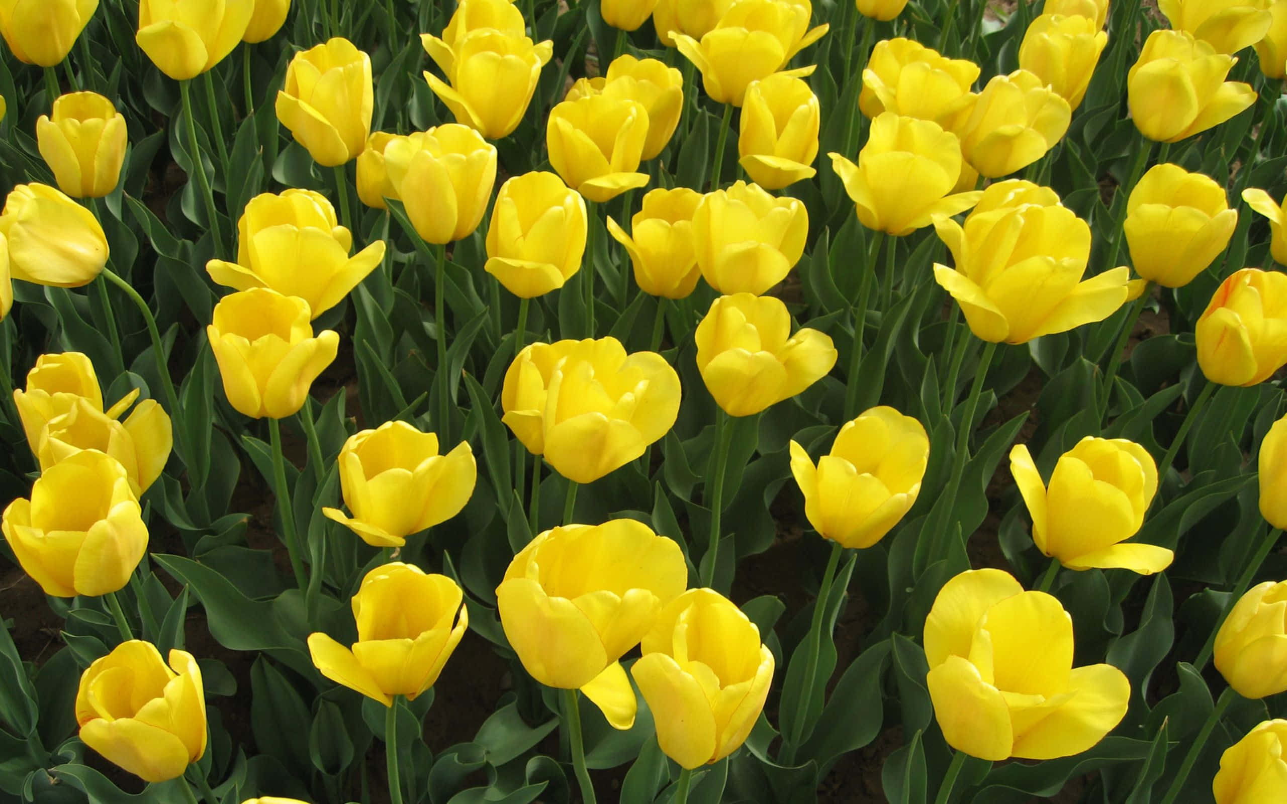 Yellow Tulips, bright yellow tulips, green stems, 2K Desktop Wallpaper