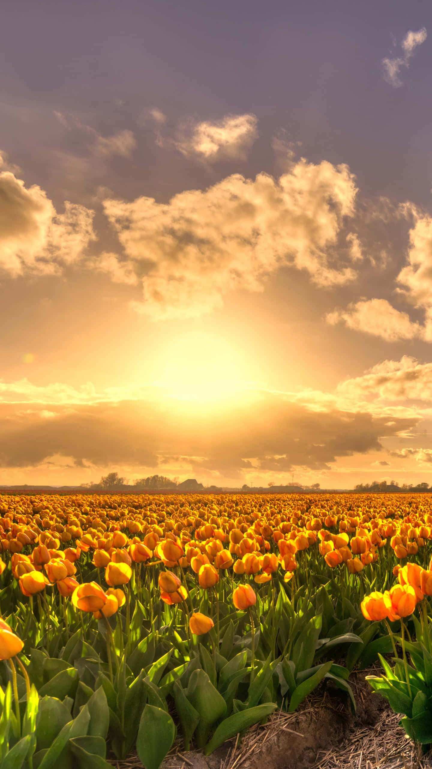 yellow tulips, golden tulips, sunset, 2K Phone Wallpaper