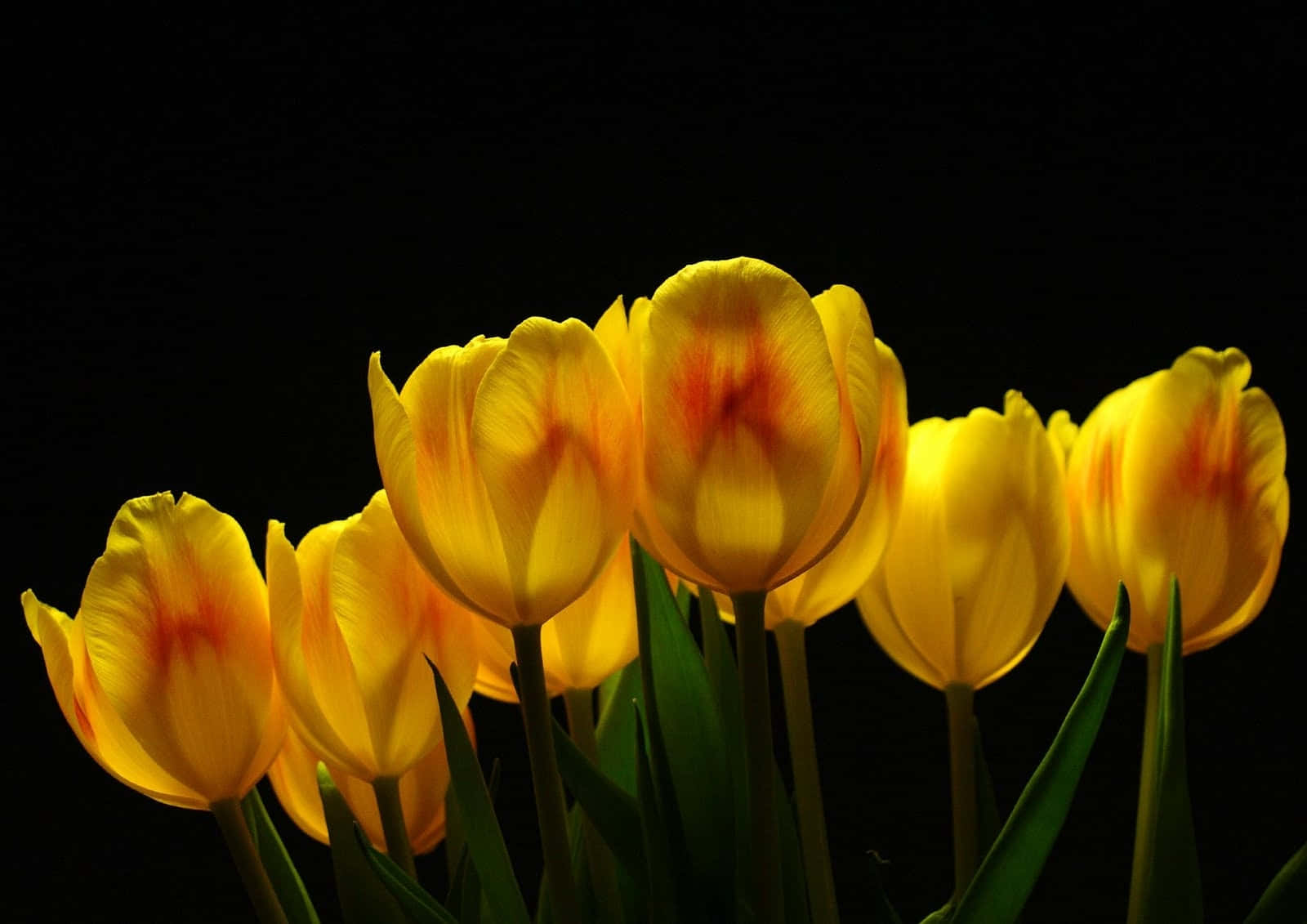 yellow tulips, vibrant yellow tulips, orange-red centers, HD Desktop Wallpaper
