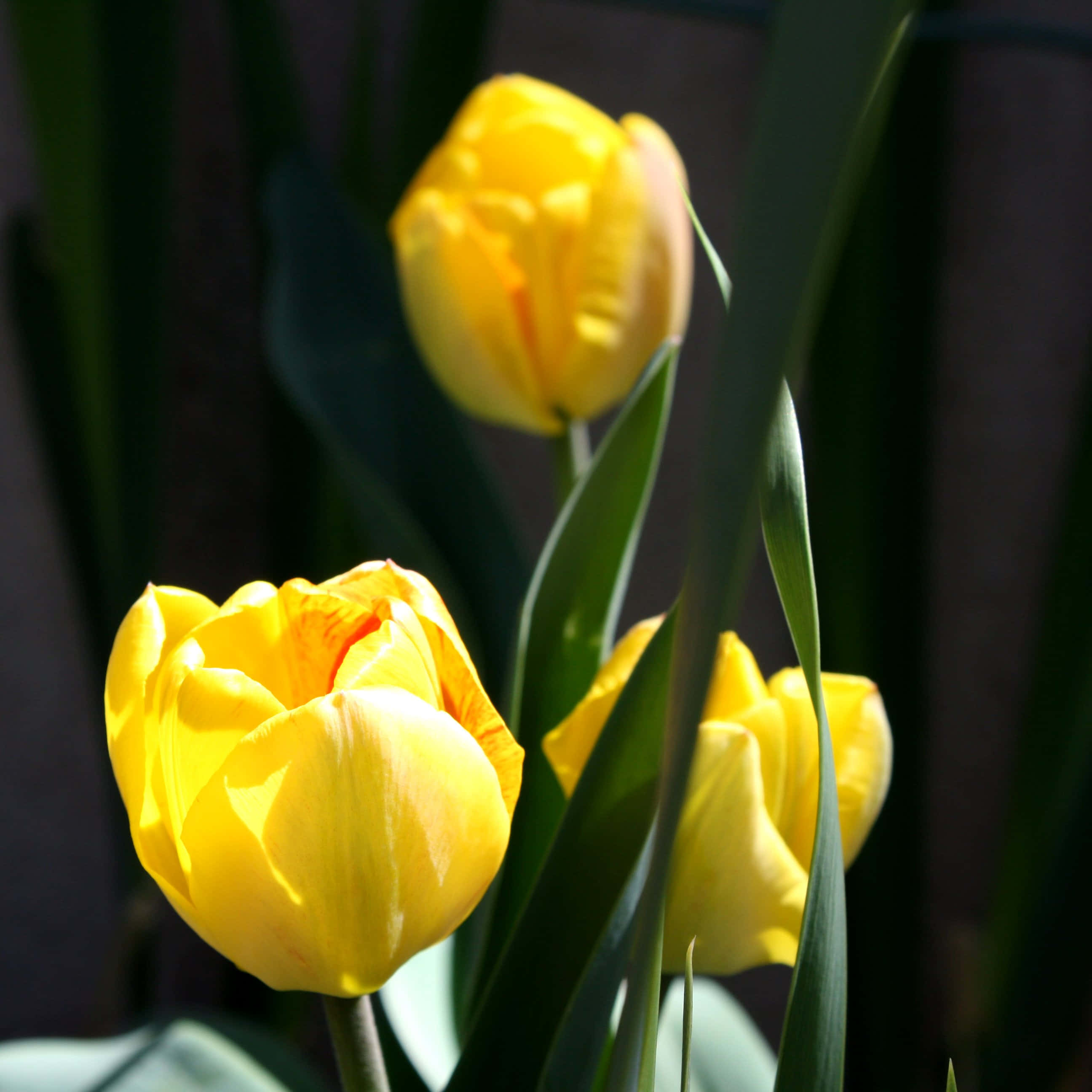Yellow Tulips, vibrant petals, sunlit, 2K Desktop Wallpaper