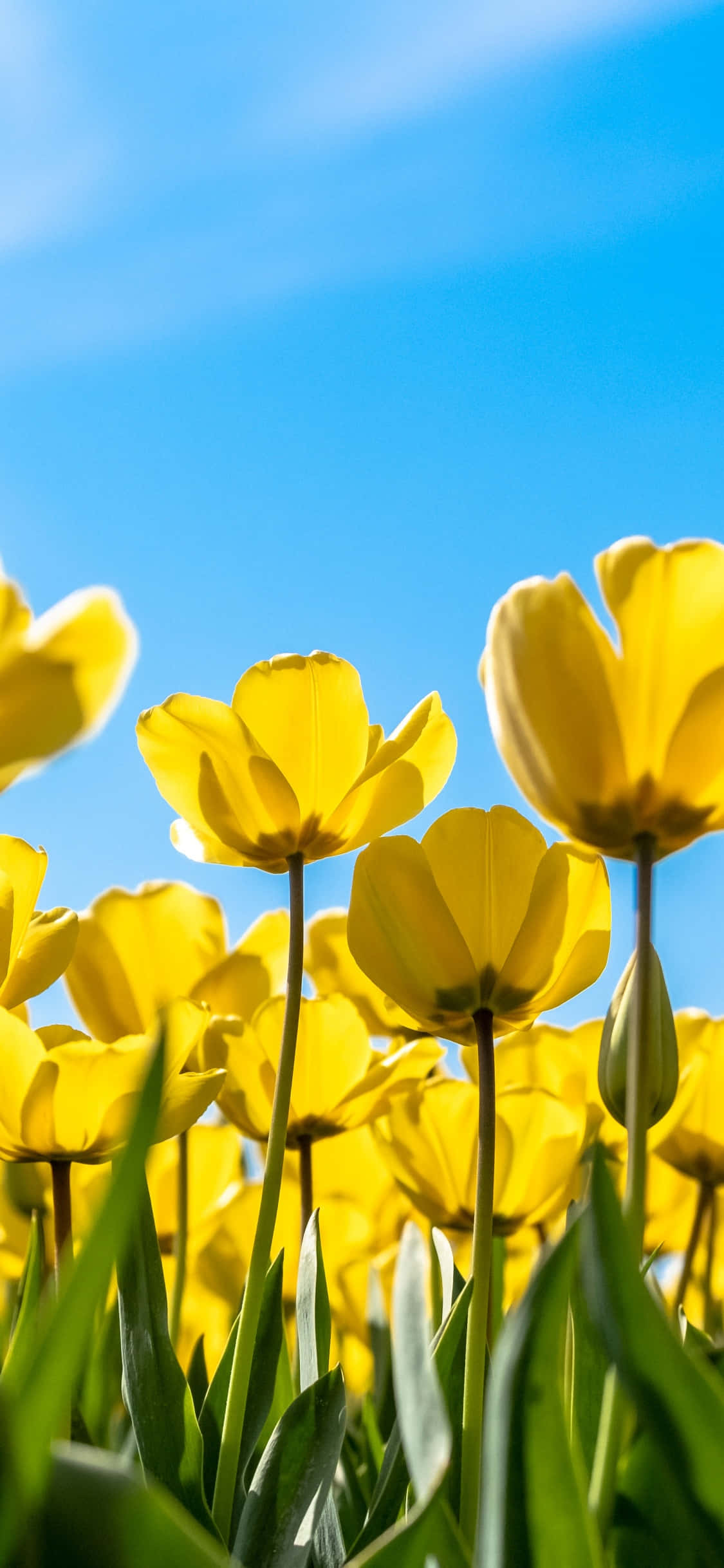 Yellow Tulips, vibrant yellow tulips, clear blue sky, Full HD Phone Wallpaper