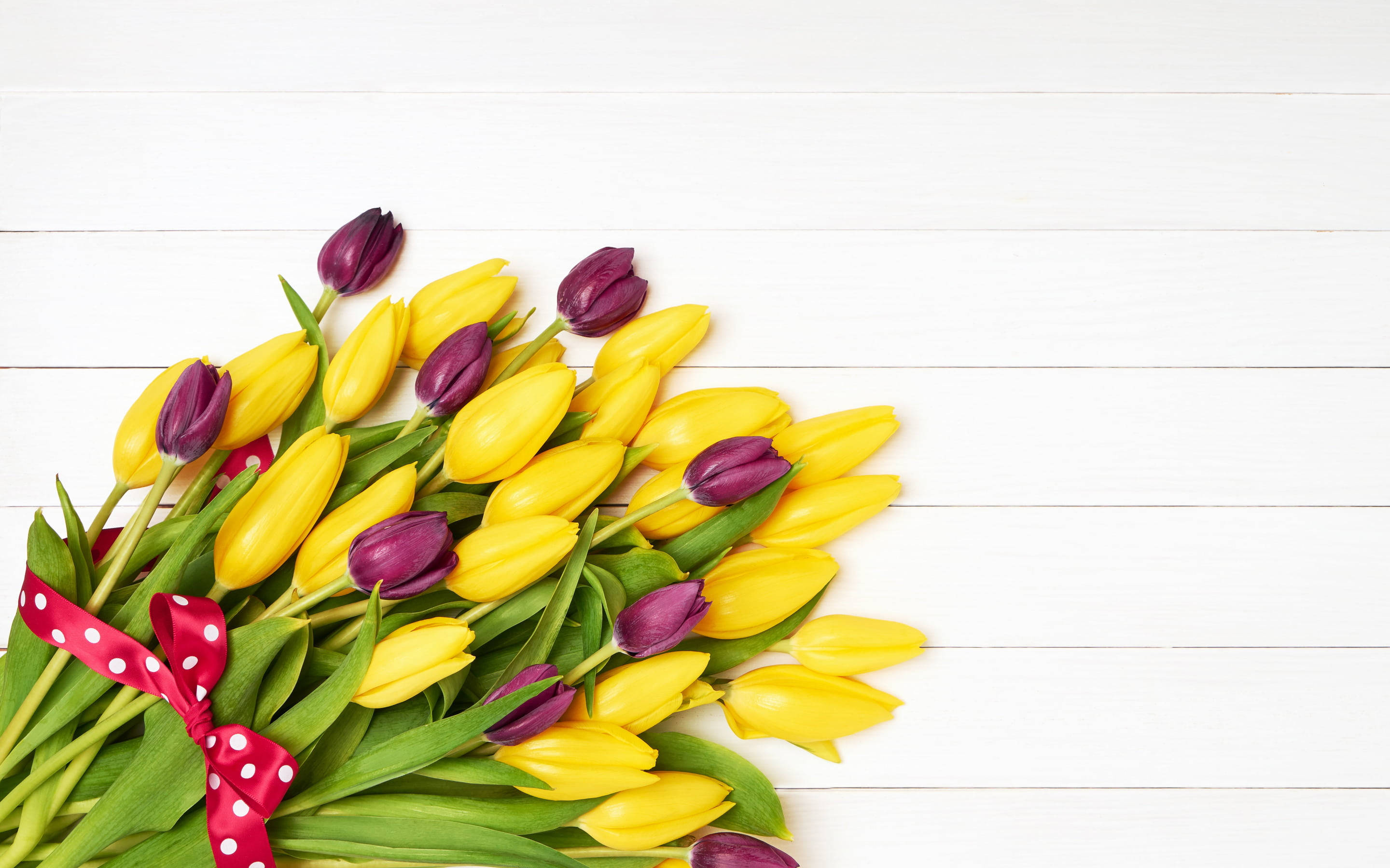 yellow tulips, purple tulips, red polka dot ribbon, 2K Desktop Wallpaper