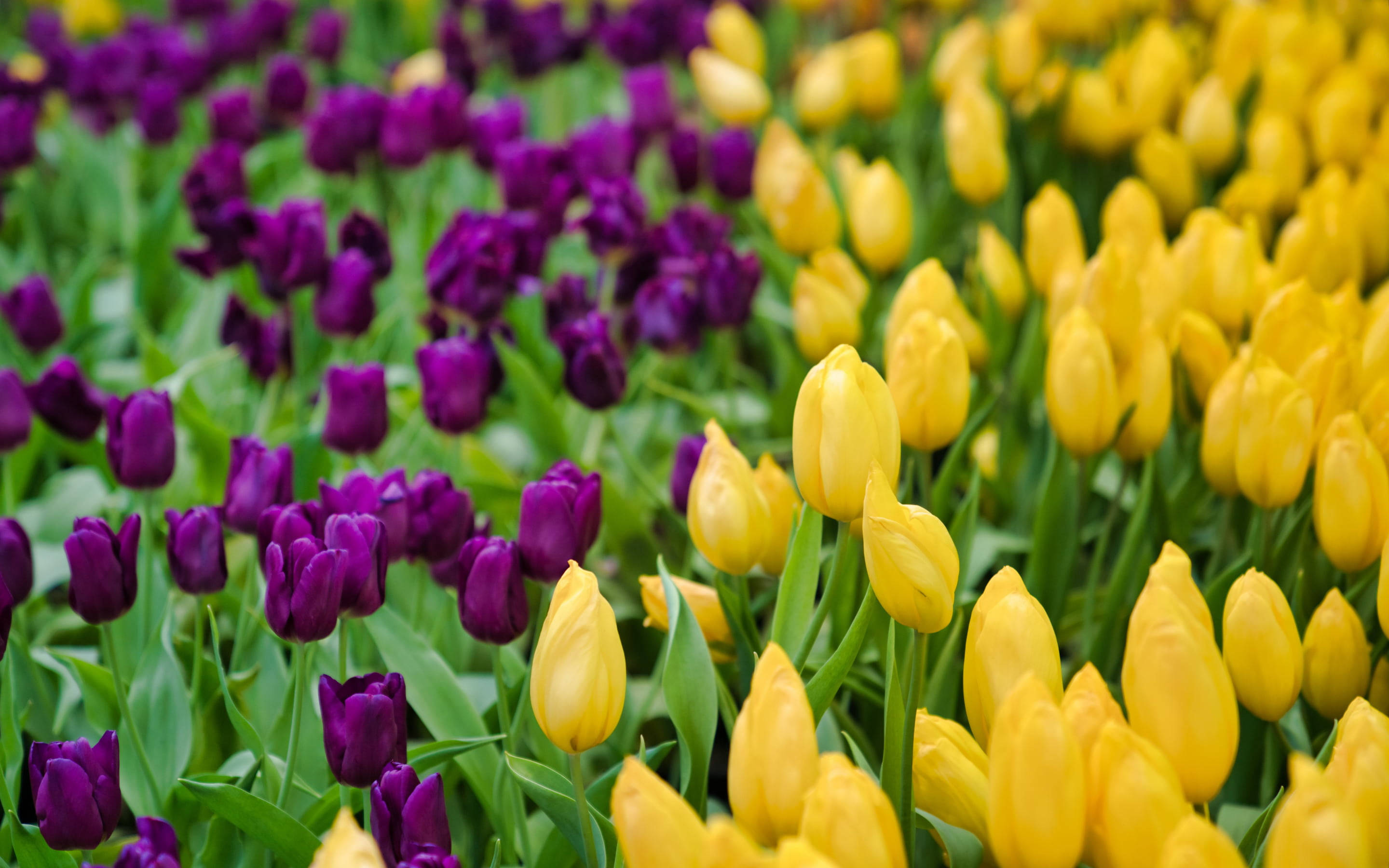 yellow tulips, purple tulips, flower field, 2K Desktop Wallpaper