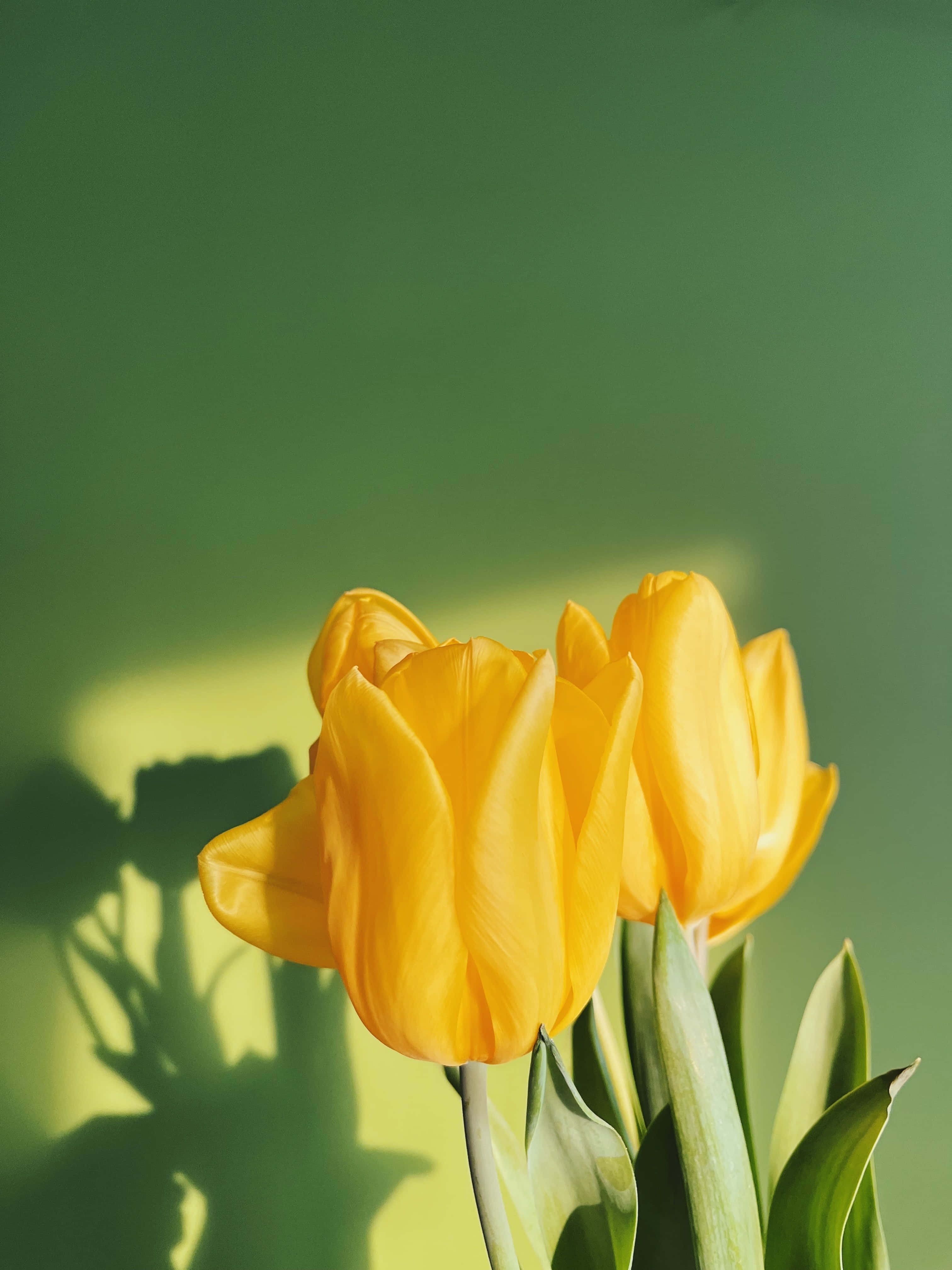 Yellow Tulips, sunny garden, vibrant yellow tulips, 4K Phone Wallpaper