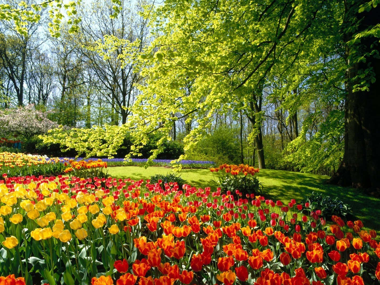 Yellow Tulips, red orange tulips, dappled sunlight, HD Desktop Wallpaper