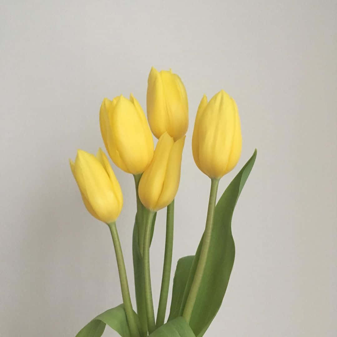 pastel yellow tulips, vibrant yellow tulips, green stems, SD Desktop Wallpaper