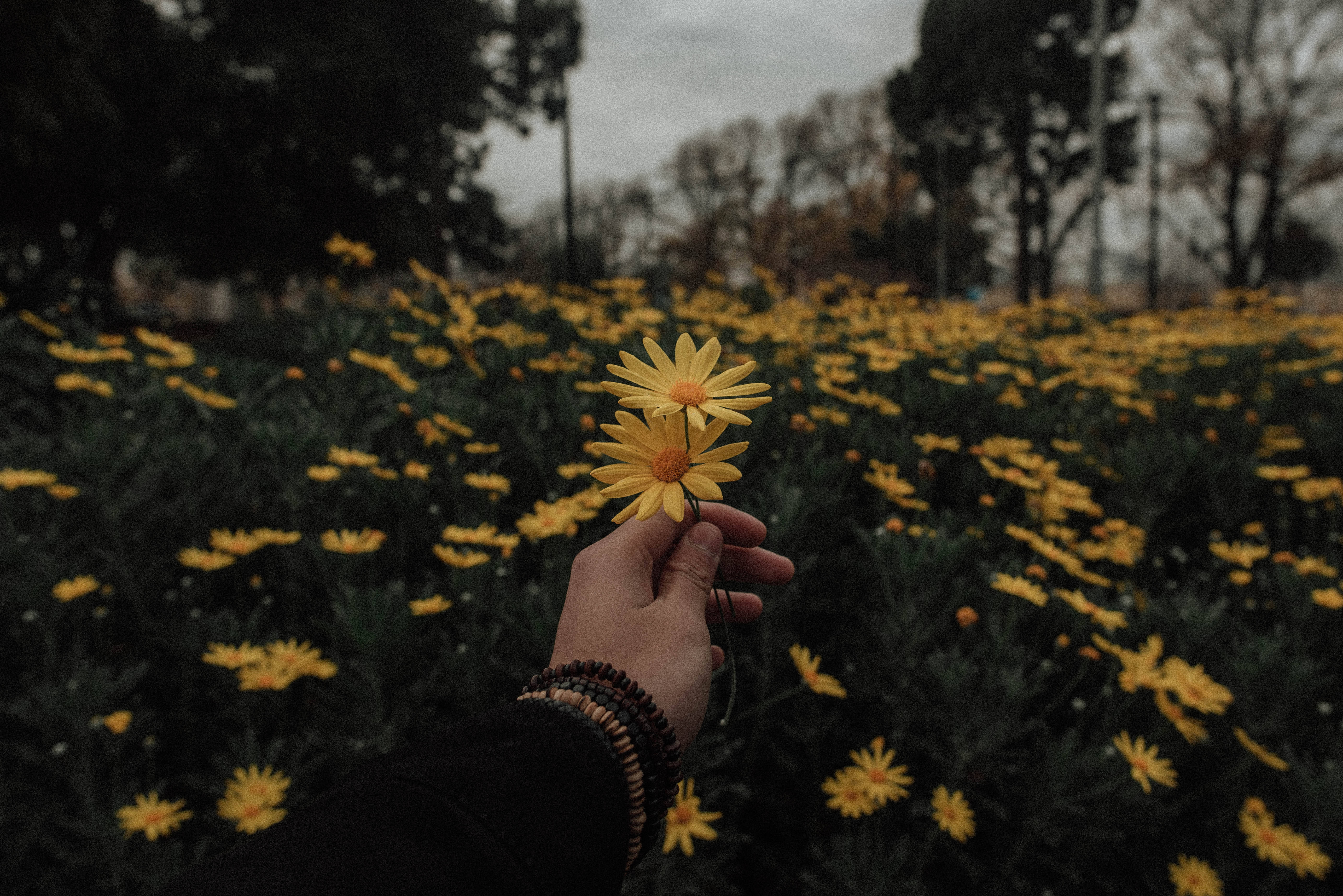 yellow daisies, vast field of similar flowers, overcast sky, 5K Desktop Wallpaper