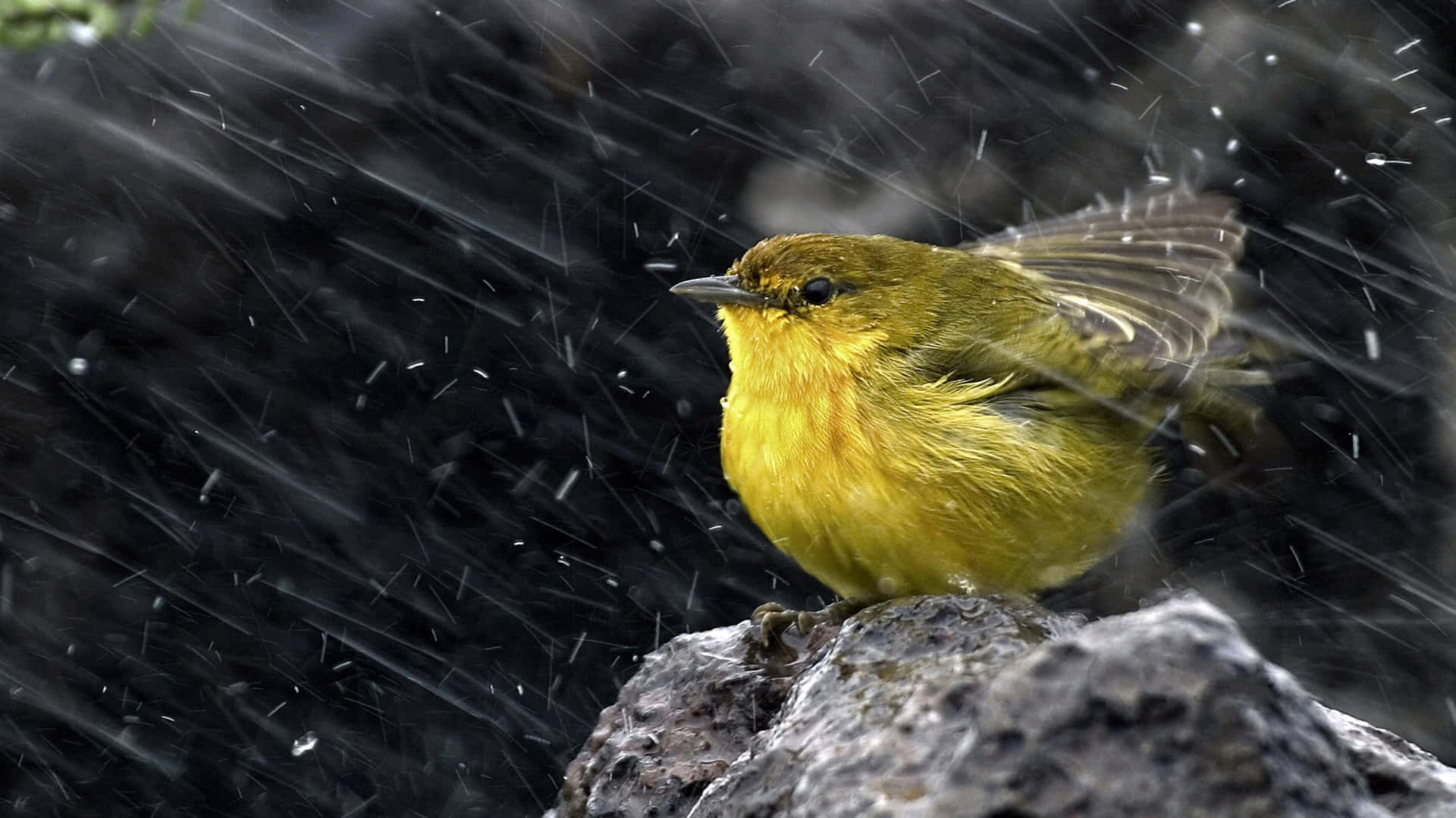 Yellow Warbler, wet rock, rain streaks, Full HD Desktop Wallpaper