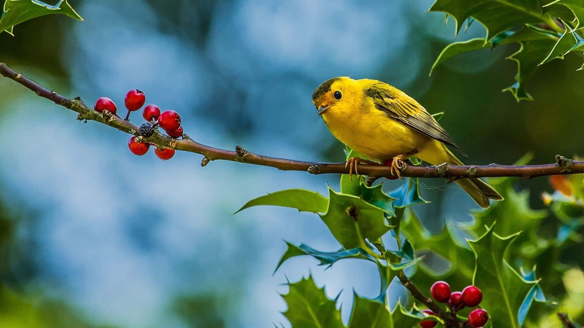 Yellow Warbler, holly branch, red berries, Full HD Desktop Wallpaper