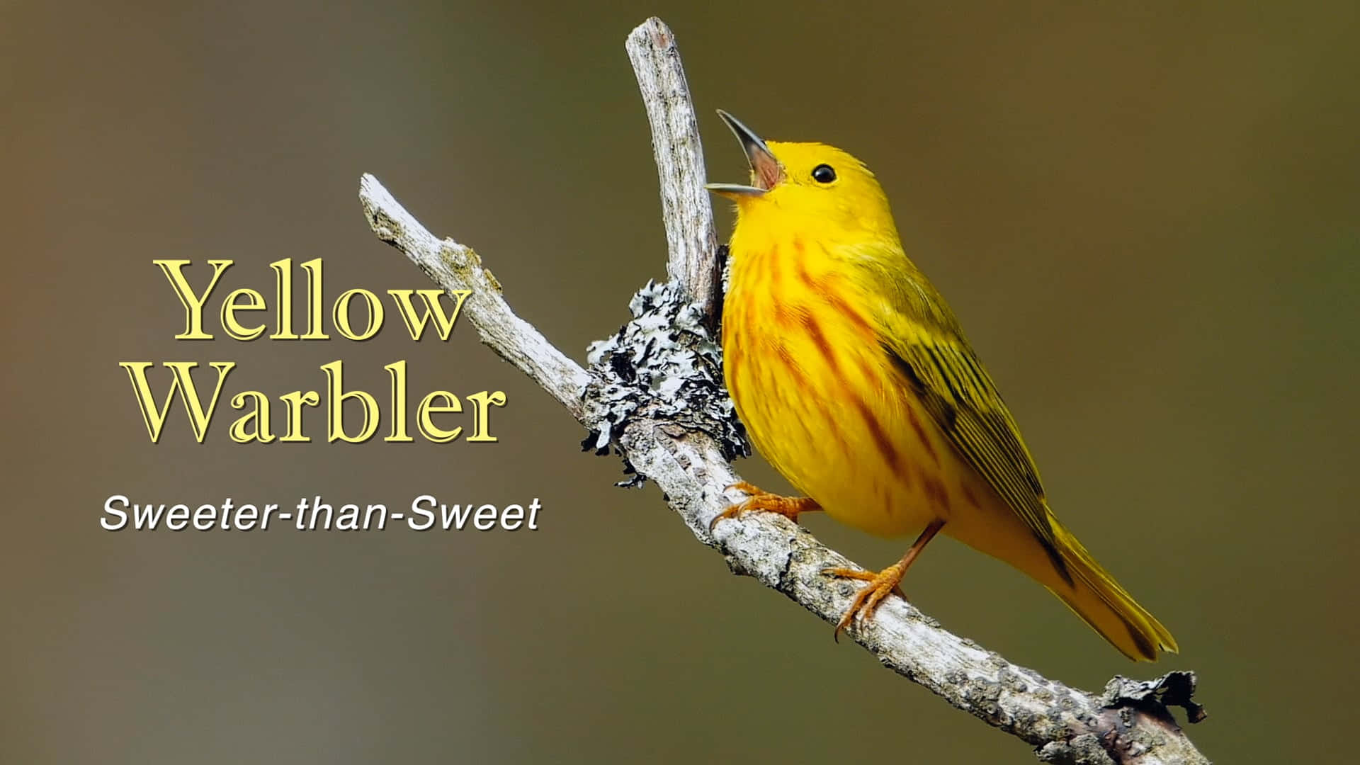 Yellow Warbler, lichen-covered branch, soft blurred background, Full HD Desktop Wallpaper
