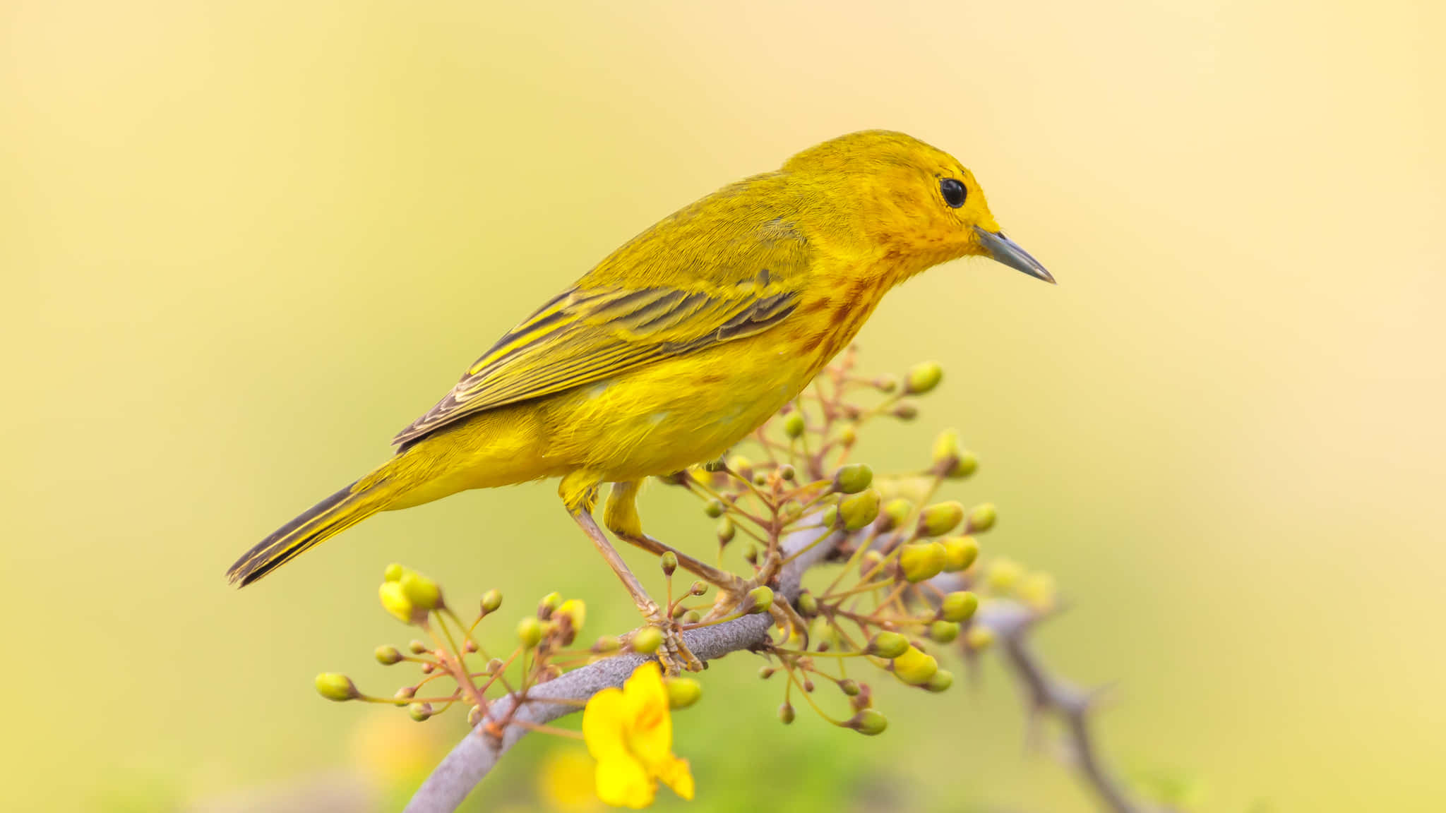 Yellow Warbler, tree branch, budding flowers, Full HD Desktop Wallpaper