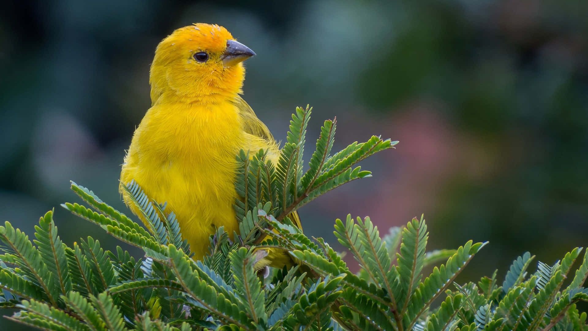 Yellow Warbler, vibrant yellow, lush green foliage, Full HD Desktop Wallpaper