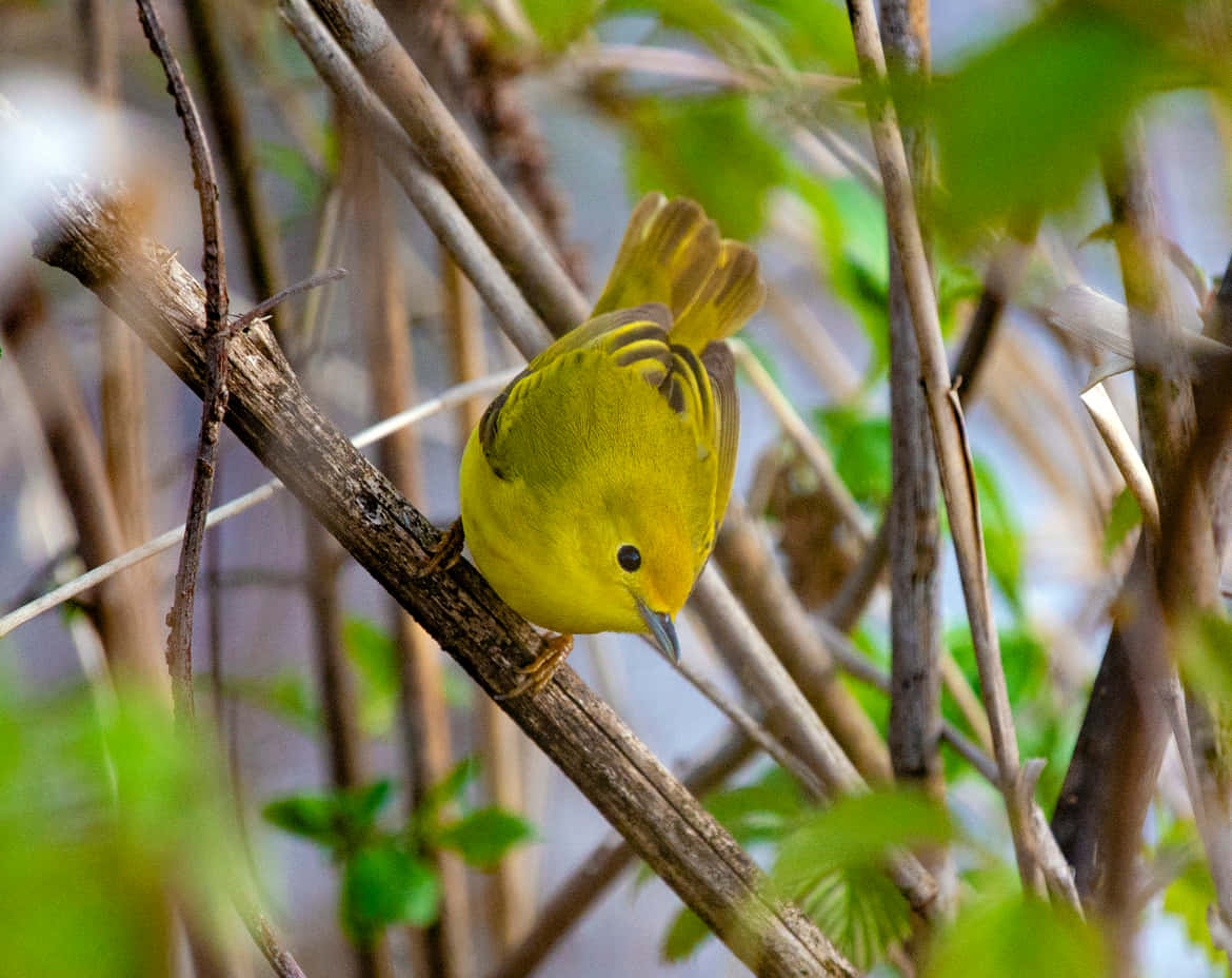 Yellow Warbler, twig, green leaves, SD Desktop Wallpaper