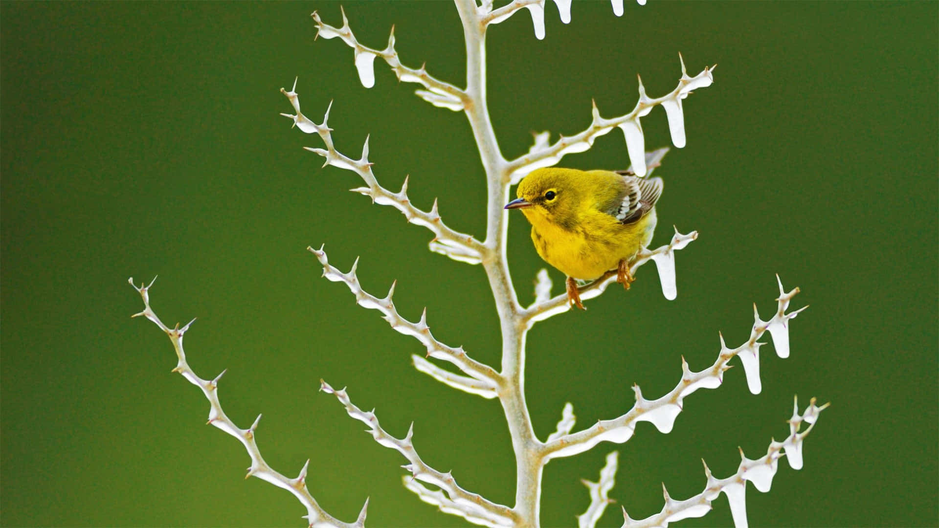 Yellow Warbler, frost-covered thorny branch, soft green backdrop, Full HD Desktop Wallpaper