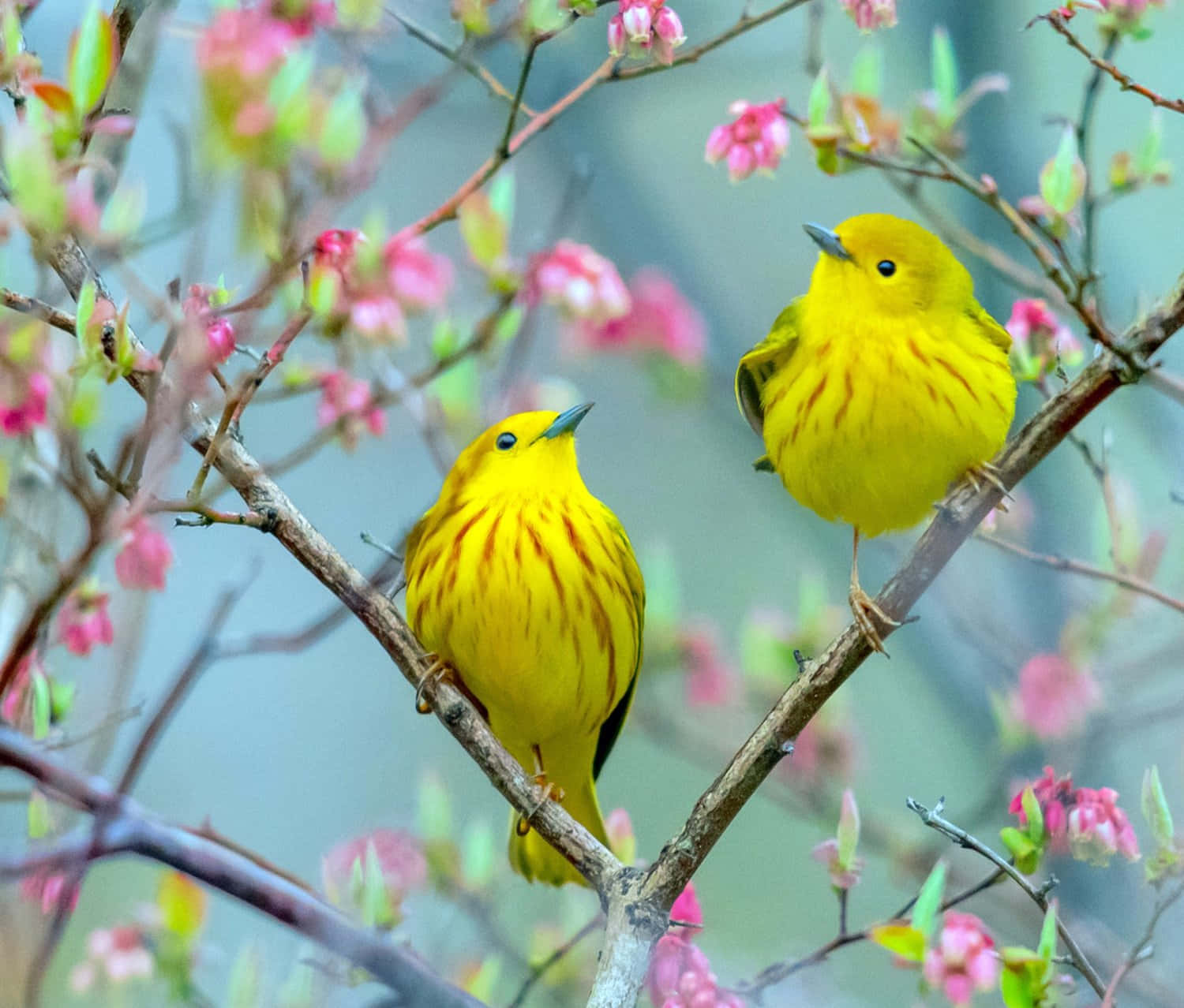 Yellow Warbler, blossoming branches, soft pink flowers, HD Desktop Wallpaper