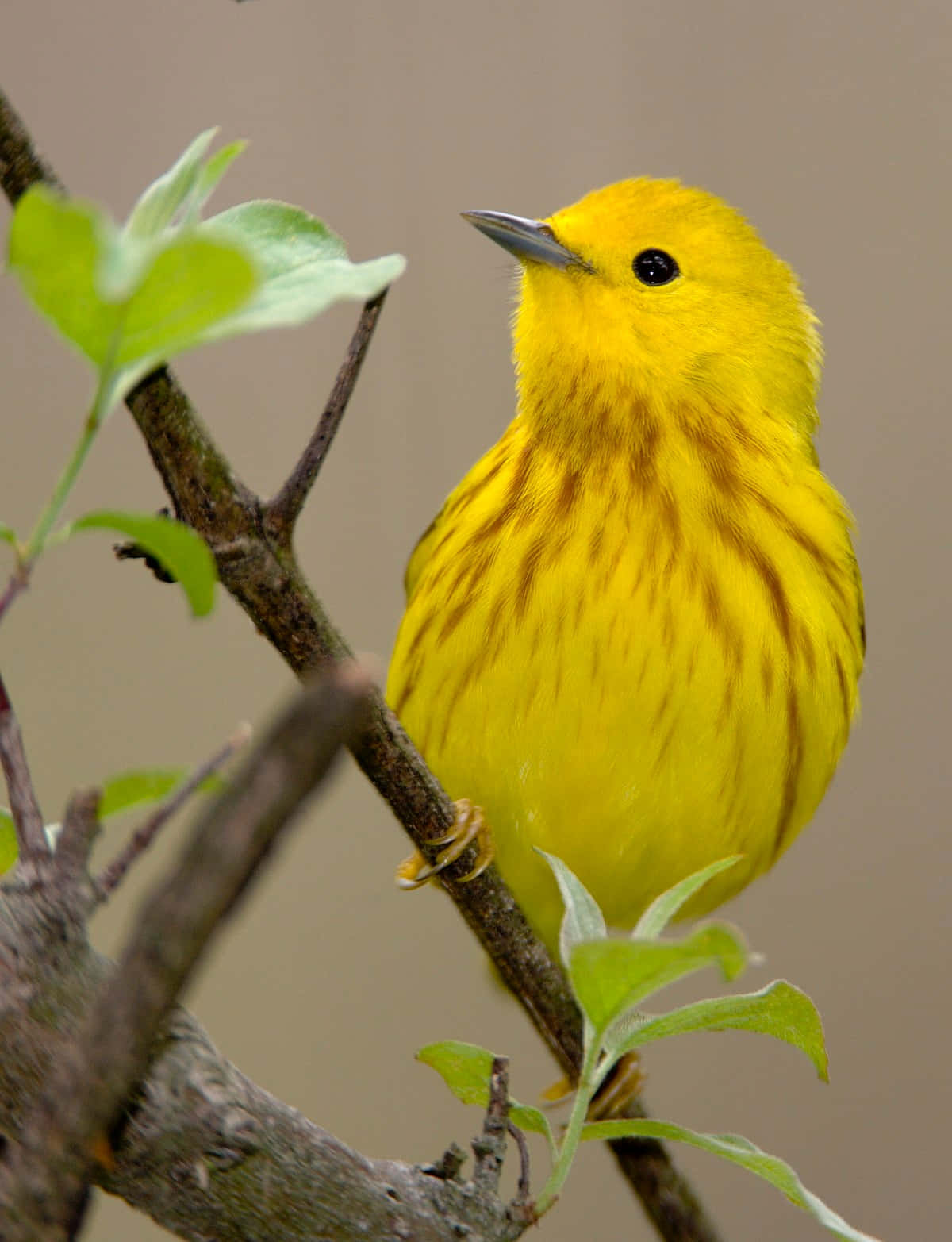 Yellow Warbler, branch, fresh green leaves, HD Phone Wallpaper