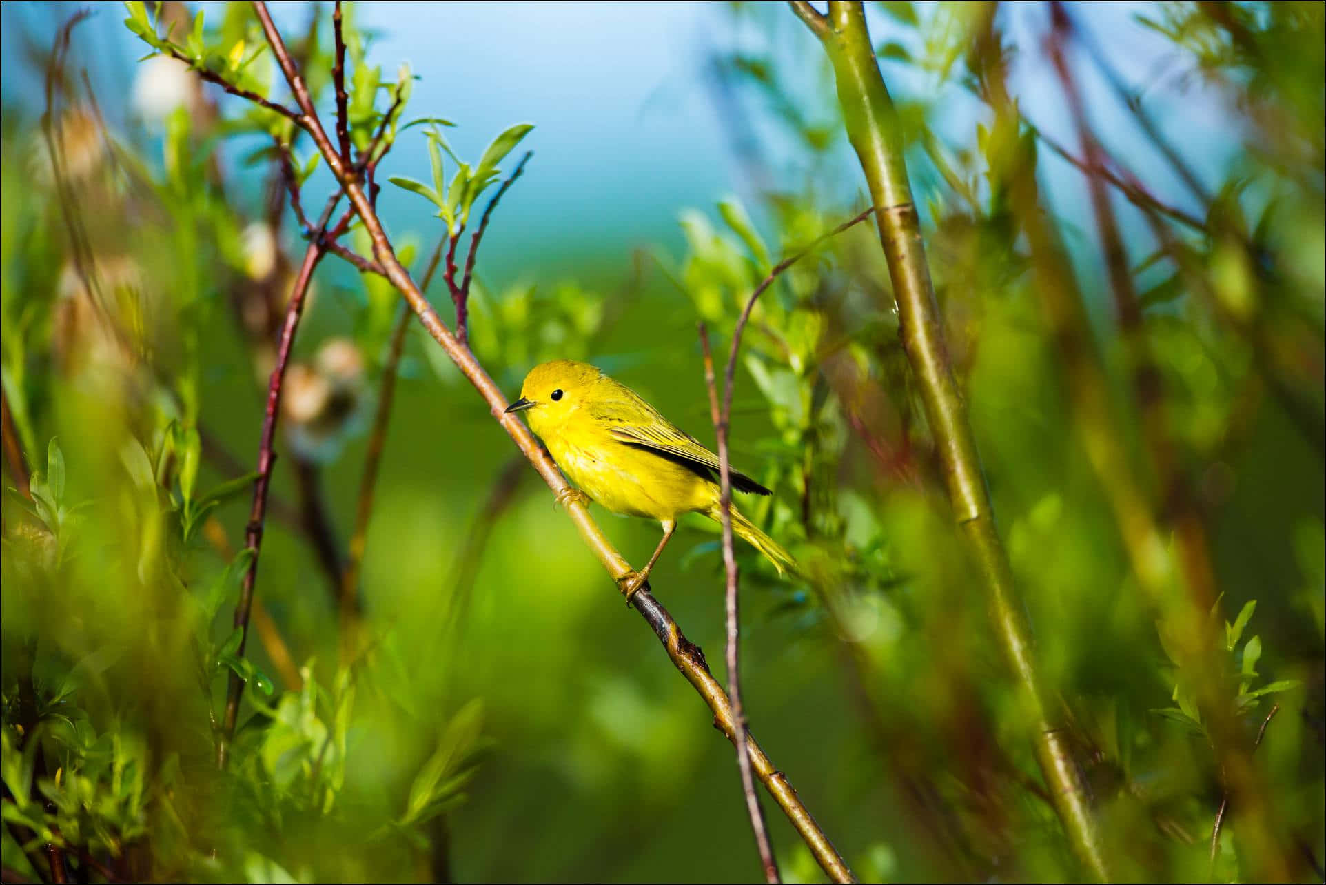Yellow Warbler, slender branch, lush green foliage, Full HD Desktop Wallpaper