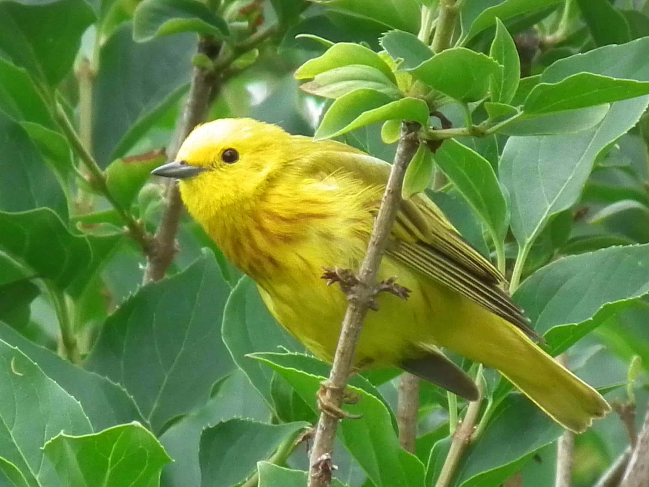 Yellow Warbler, twig, lush green foliage, Full HD Desktop Wallpaper