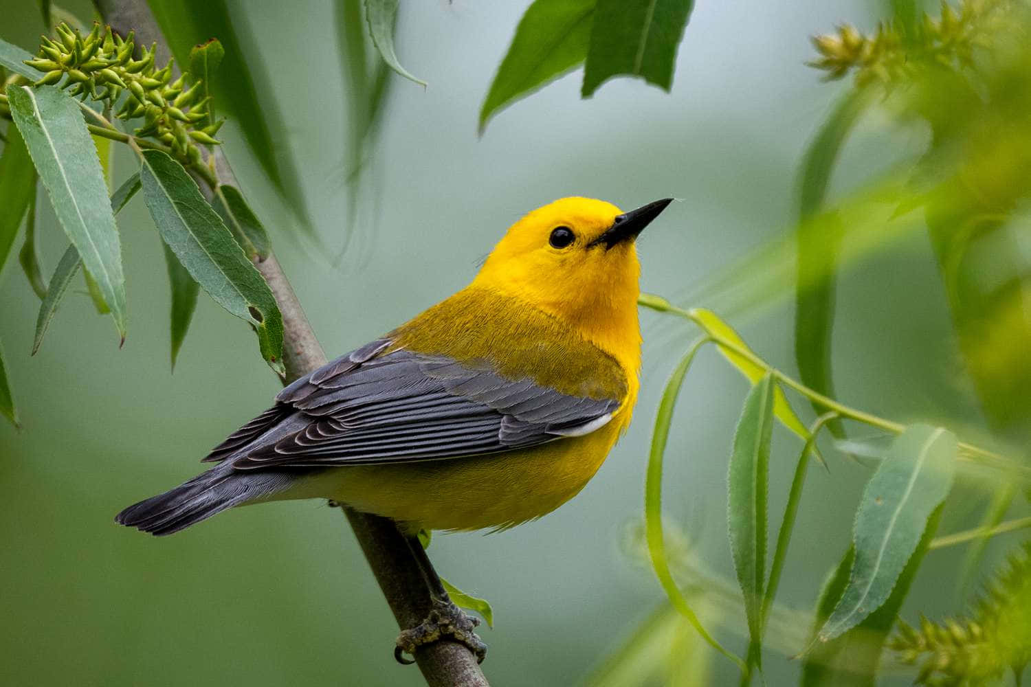 Yellow Warbler, branch, lush green foliage, HD Desktop Wallpaper