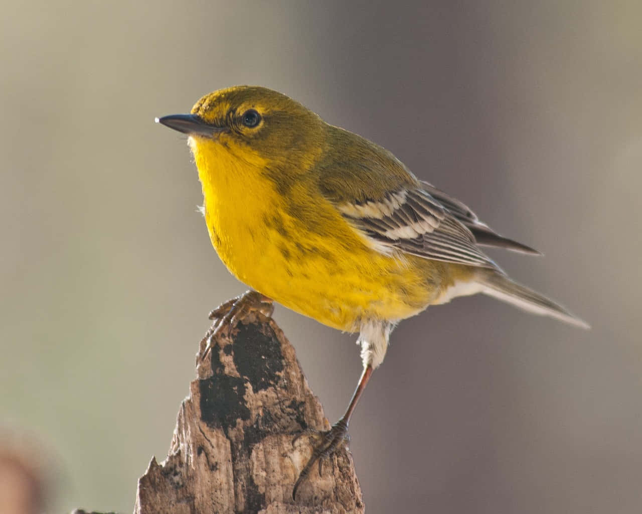 Yellow Warbler, weathered tree stump, soft blurred natural backdrop, HD Desktop Wallpaper