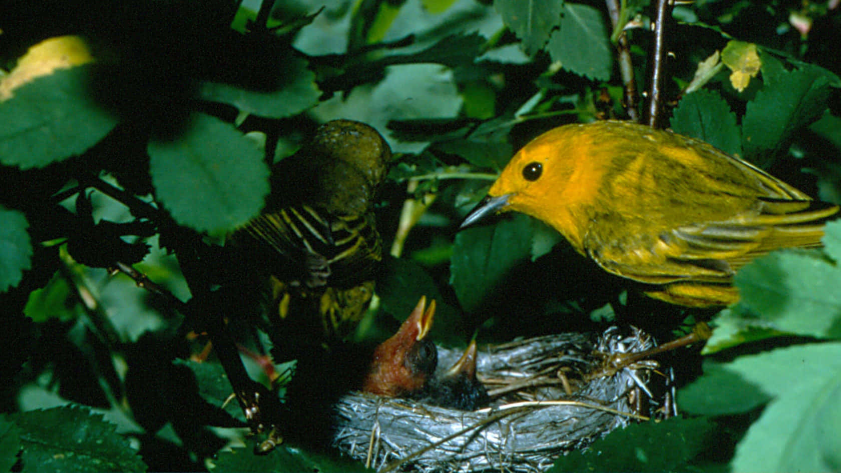 Yellow Warbler, branch, leafy green nest, HD Desktop Wallpaper
