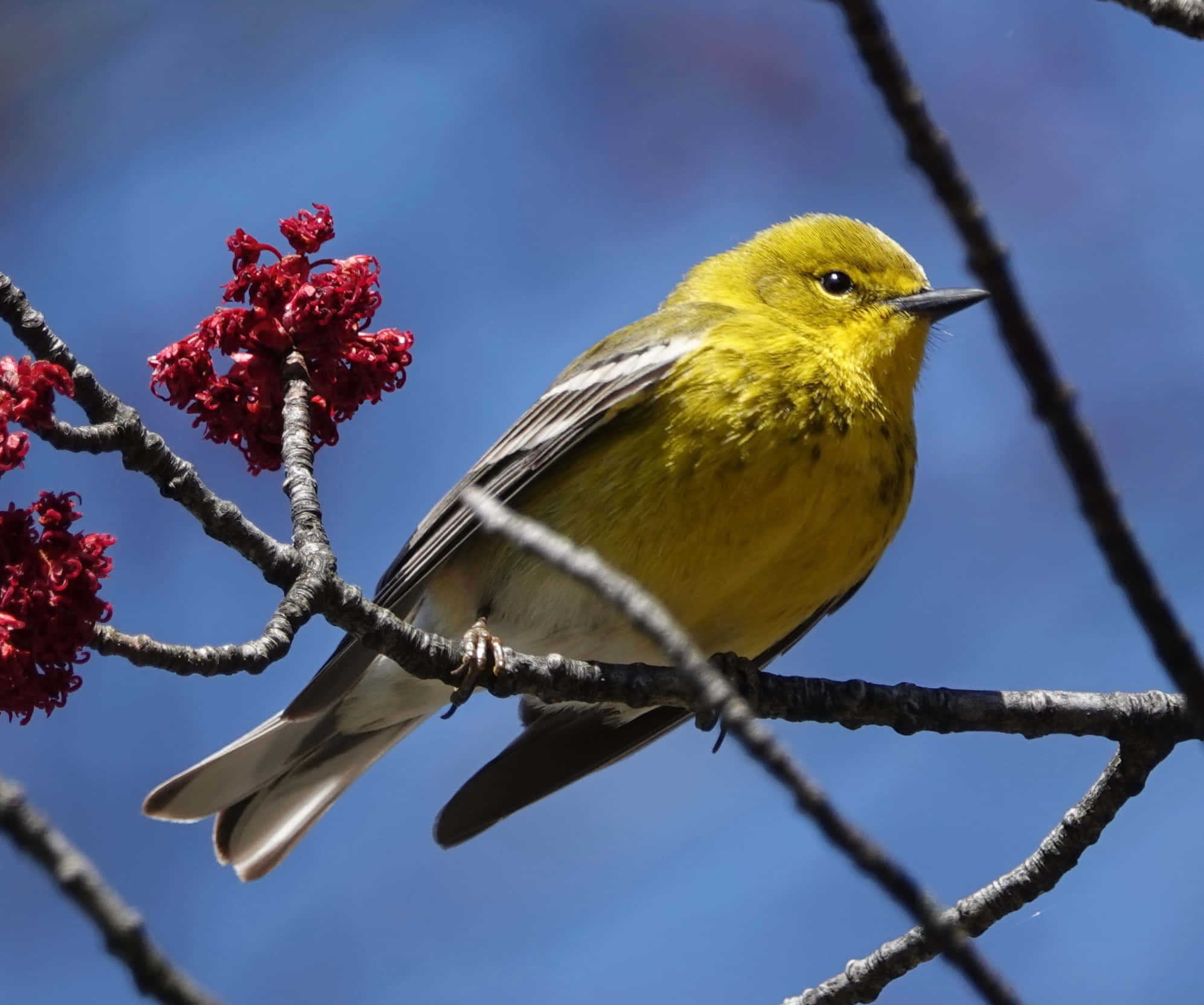 Yellow Warbler, 1994, branch, Full HD Desktop Wallpaper