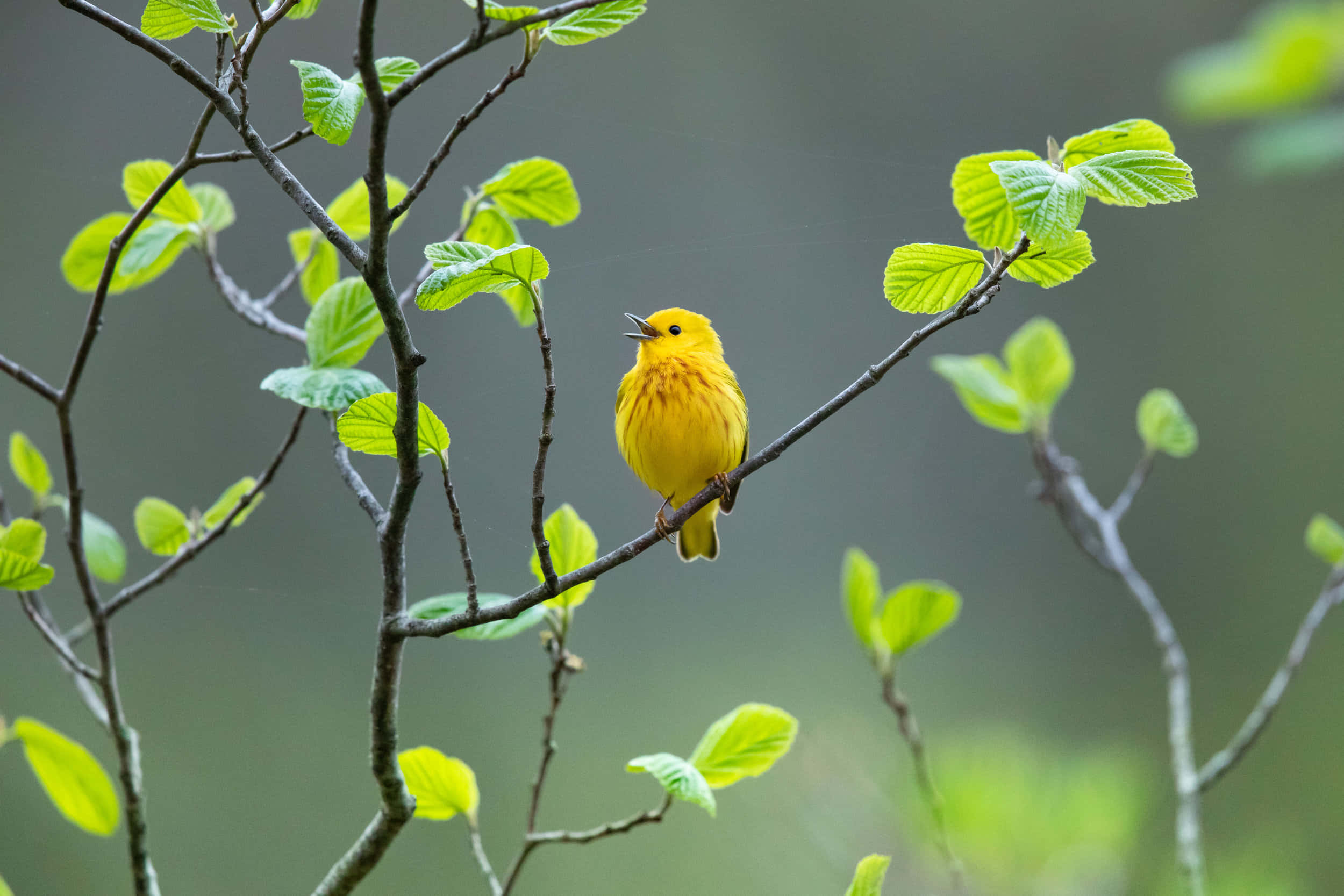 Yellow Warbler, slender branch, fresh green leaves, Full HD Desktop Wallpaper