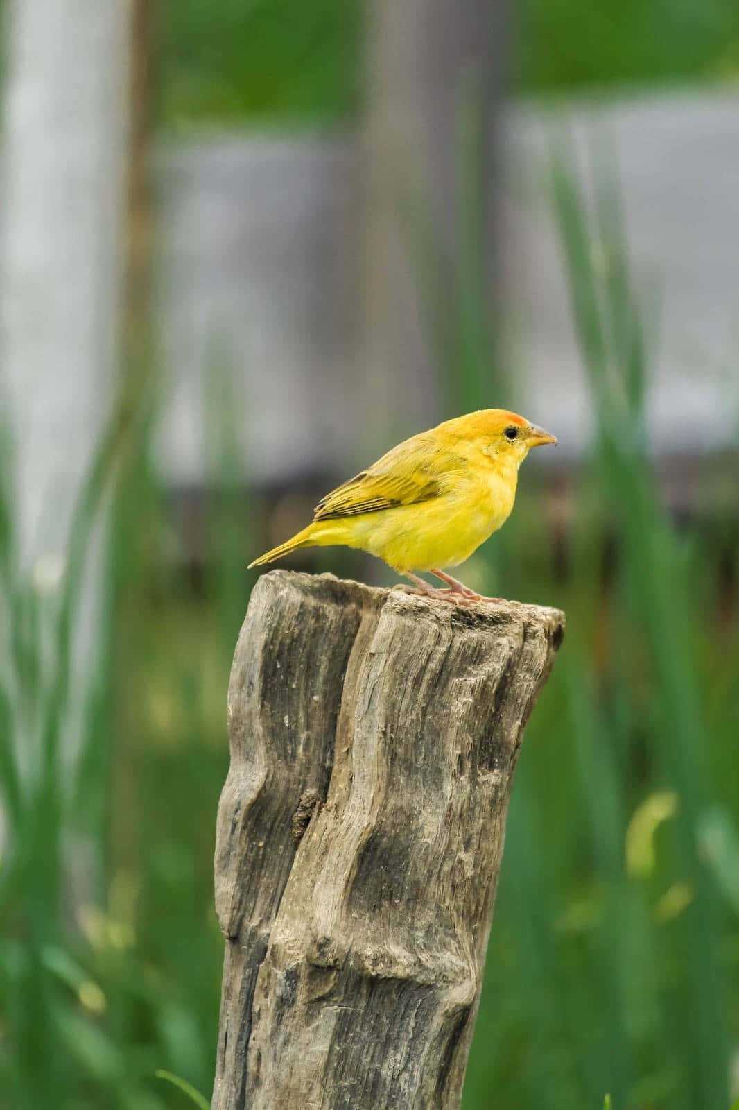Yellow Warbler, weathered wooden post, lush green grass, HD Phone Wallpaper