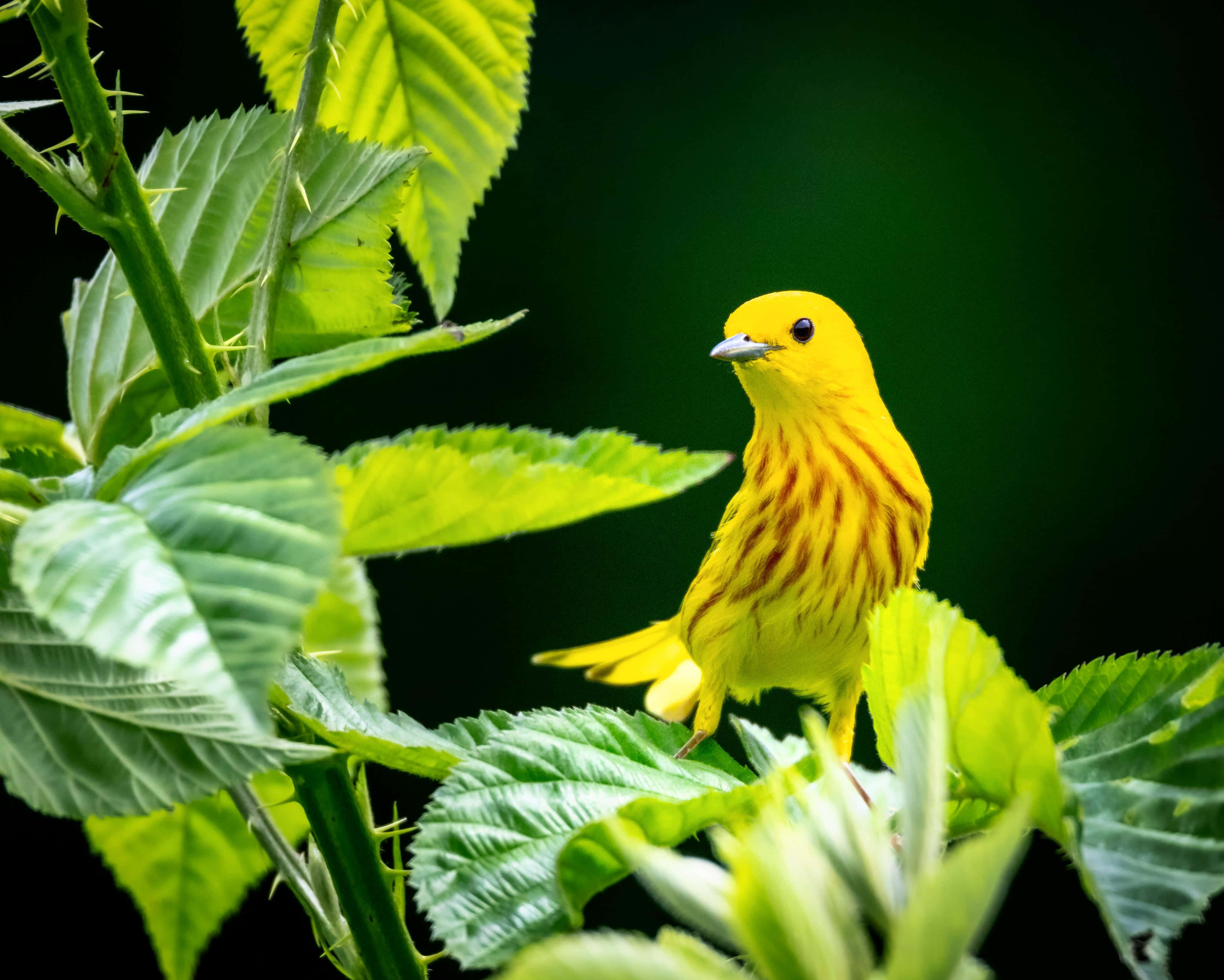 Yellow Warbler, raspberry leaves, lush green, 4K Desktop Wallpaper