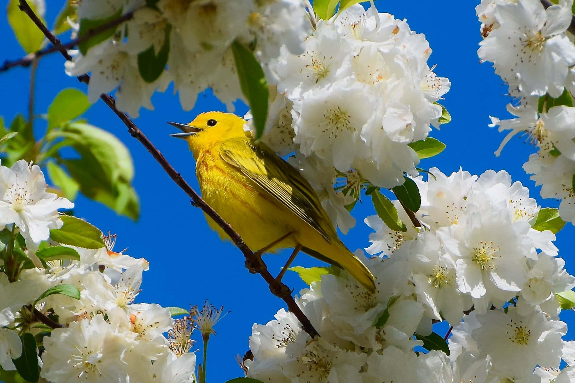 Yellow Warbler, 1995, branch, Full HD Desktop Wallpaper