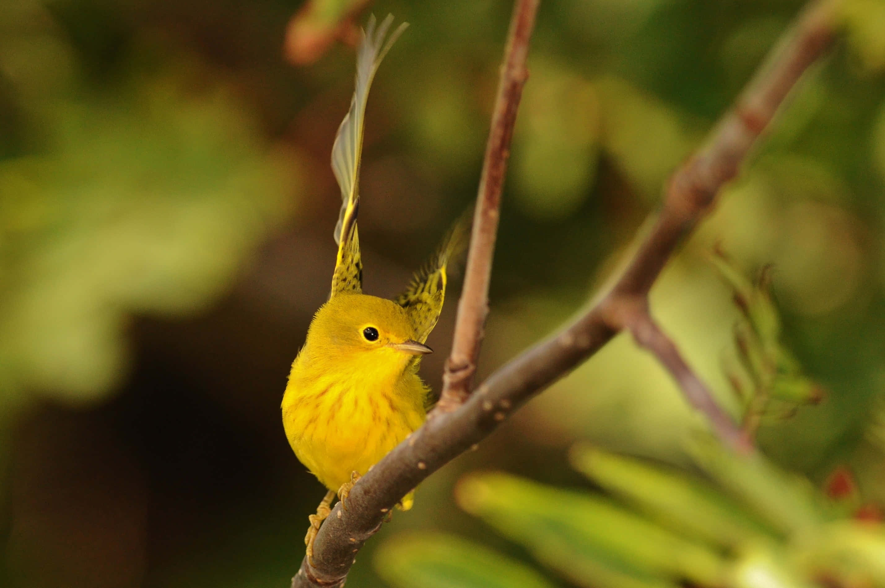 Yellow Warbler, branch, wings slightly raised, 2K Desktop Wallpaper