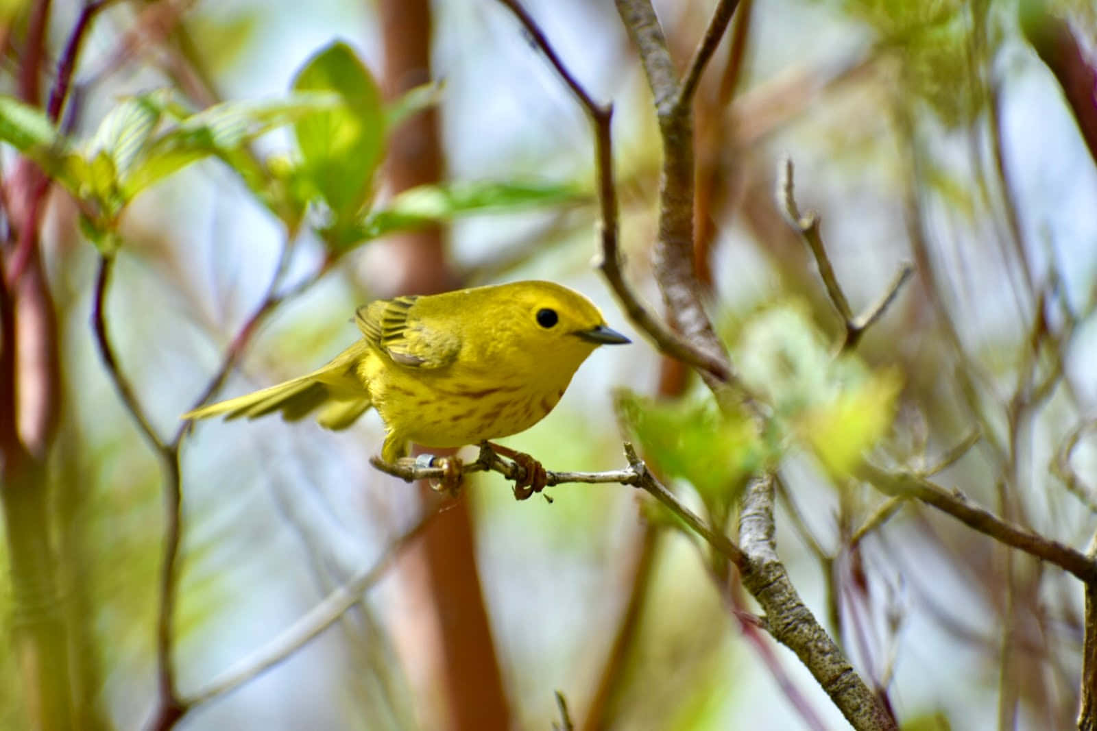 Yellow Warbler, slender branch, soft green foliage, HD Desktop Wallpaper