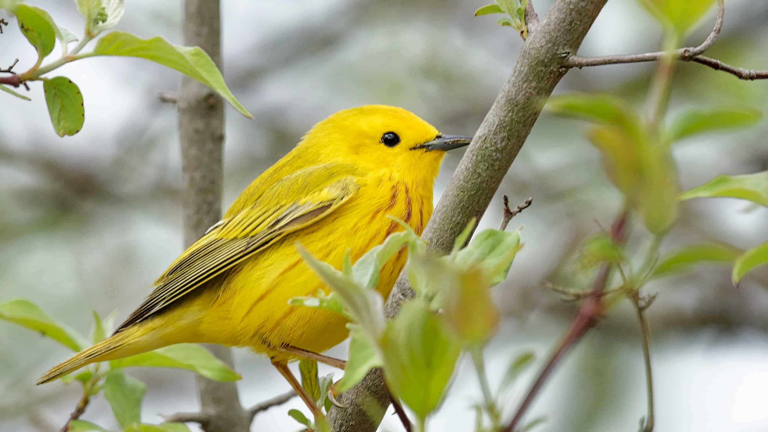Yellow Warbler, branch, fresh green leaves, 2K Desktop Wallpaper