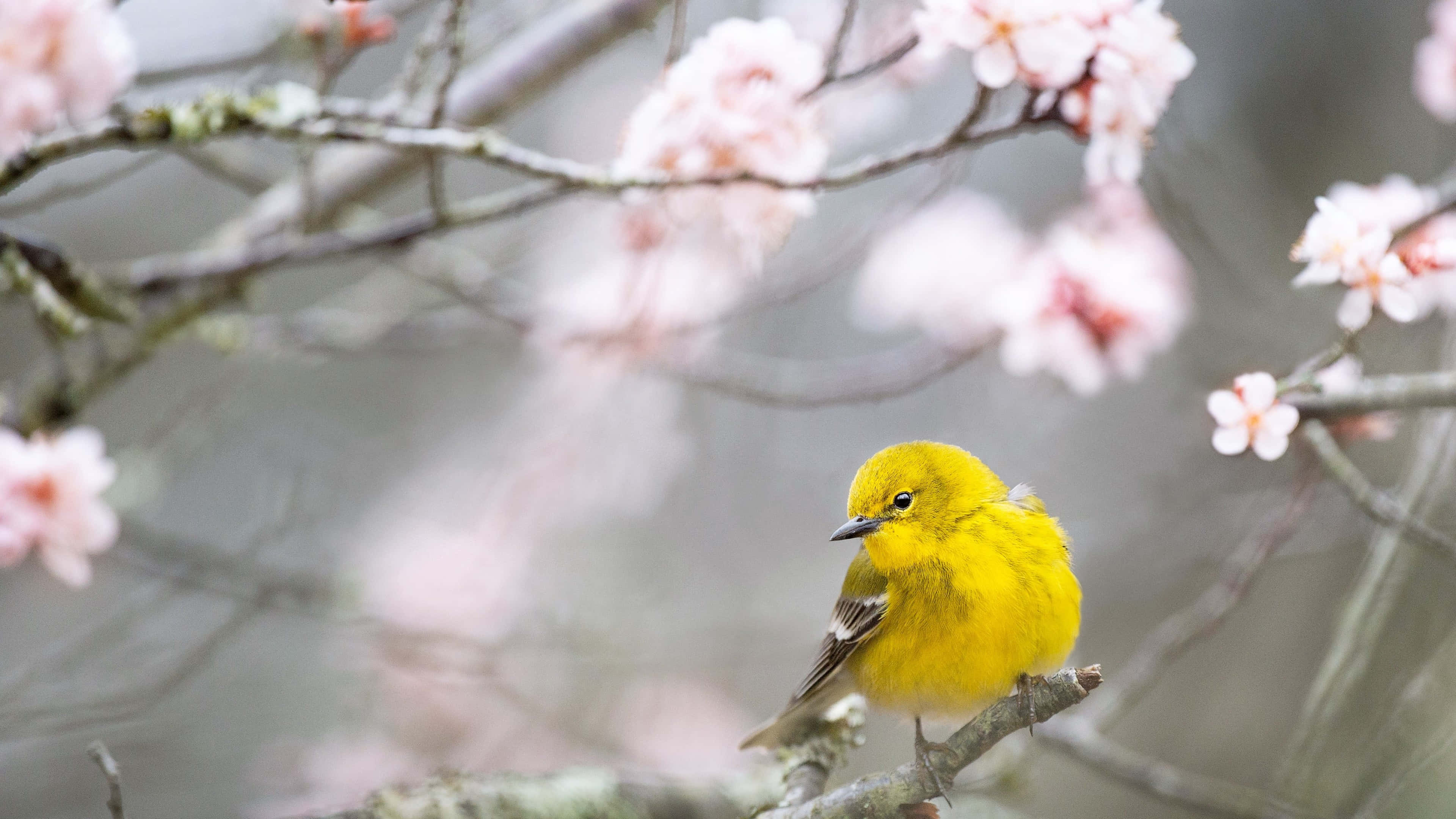 Yellow Warbler, branch, soft pink cherry blossoms, 4K Desktop Wallpaper