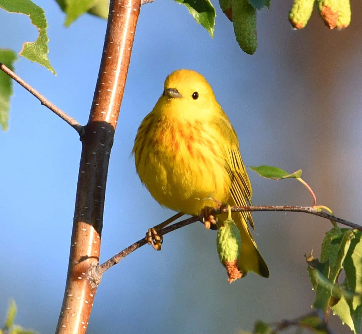 Yellow Warbler, birch branch, green leaves, SD Desktop Wallpaper