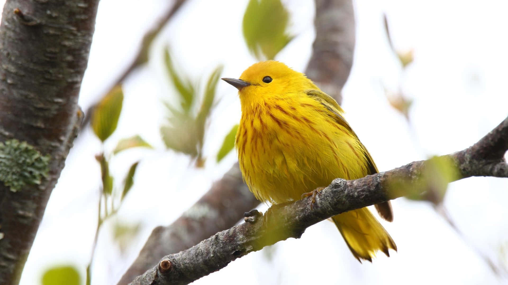 Yellow Warbler, mossy tree branch, soft green leaves, Full HD Desktop Wallpaper