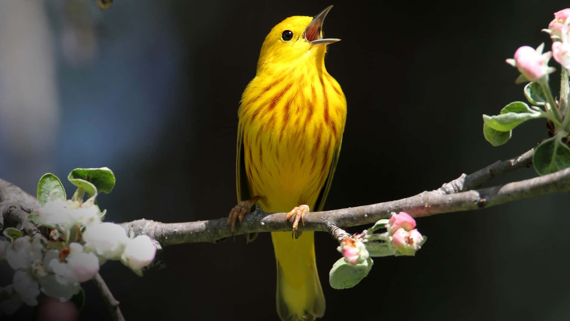 Yellow Warbler, blossoming branch, dark blurred background, Full HD Desktop Wallpaper