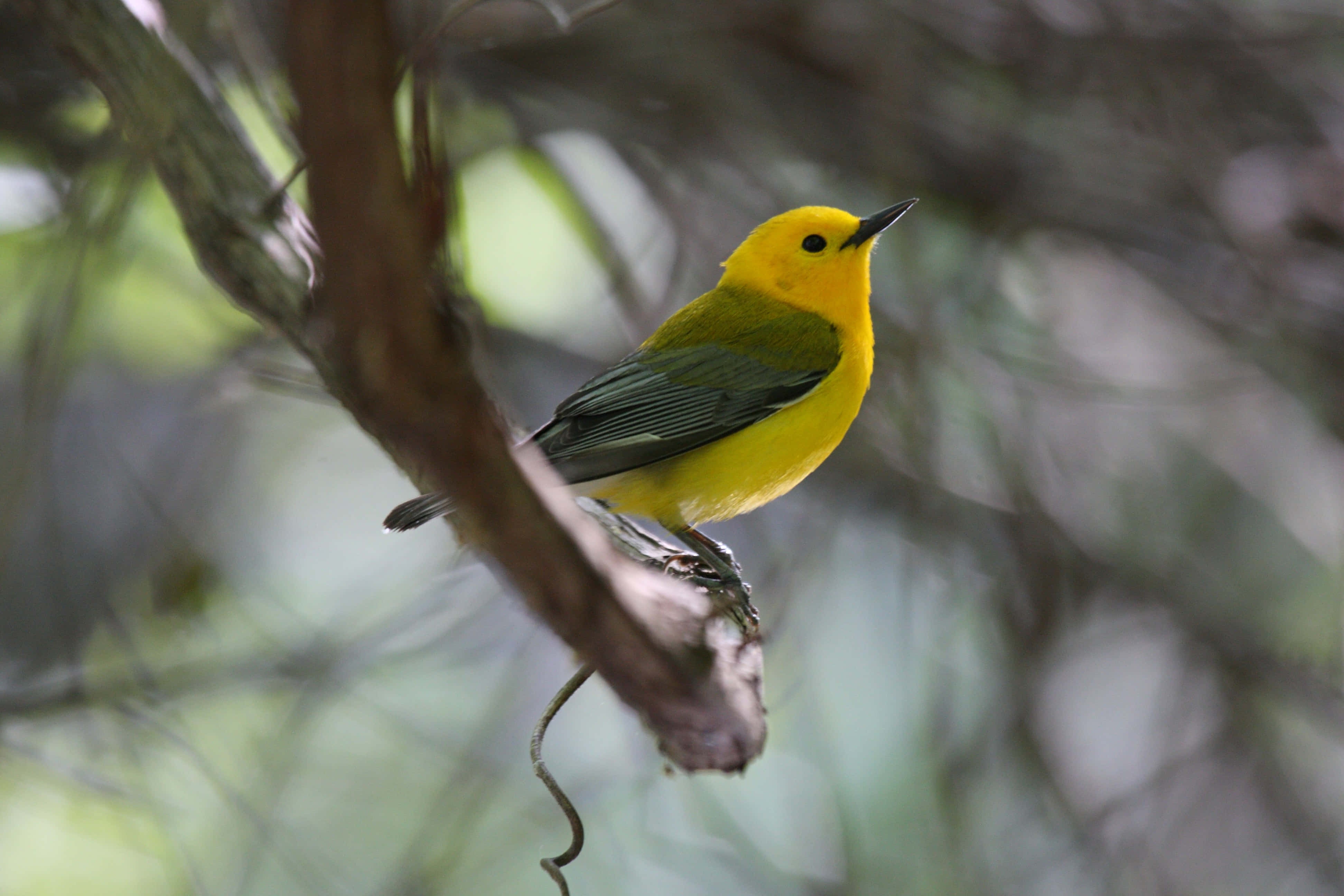 Yellow Warbler, mossy branch, natural green background, 4K Desktop Wallpaper