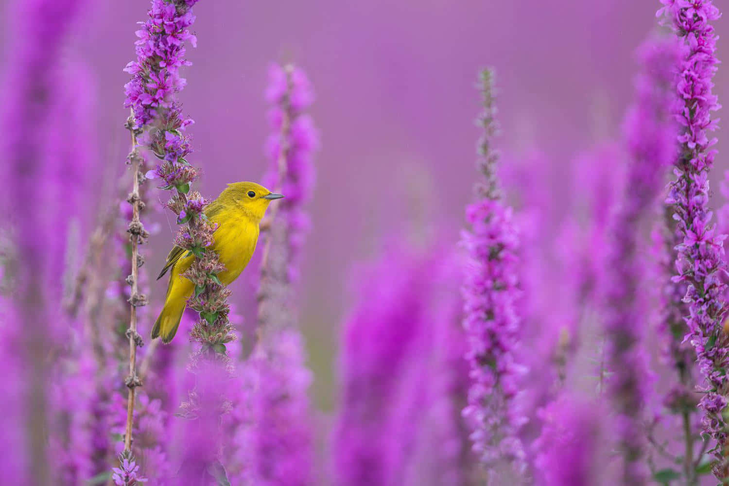 Yellow Warbler, vivid purple flowers, soft blurred floral background, HD Desktop Wallpaper