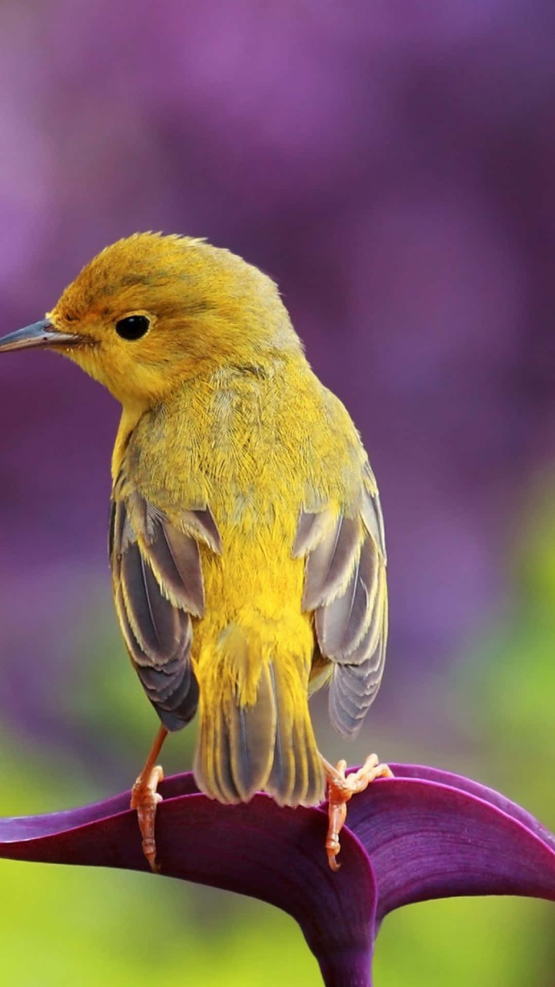 Yellow Warbler, vibrant yellow bird, deep purple flower petal, Full HD Phone Wallpaper