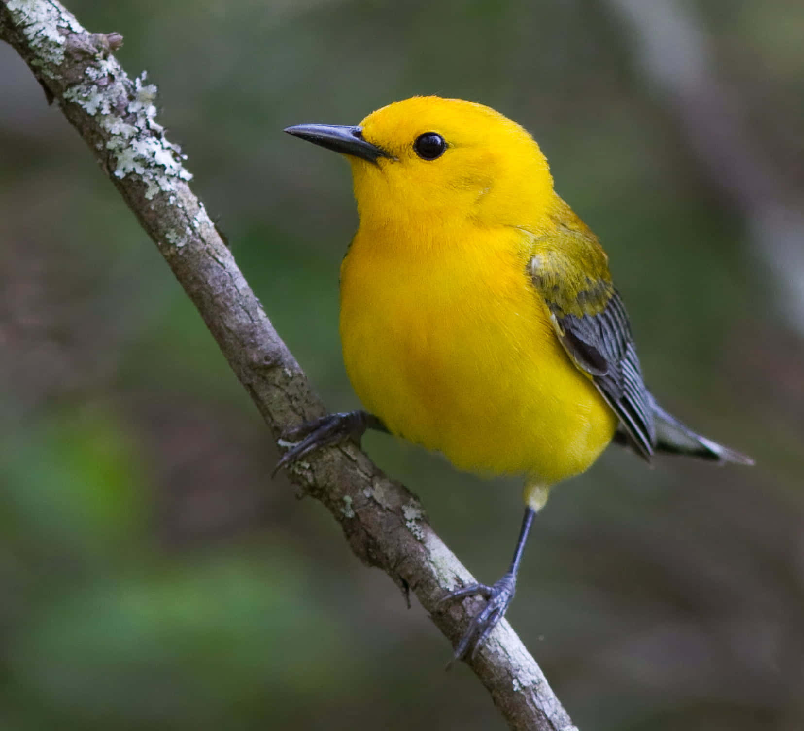 Yellow Warbler, lichen-speckled branch, soft green forest backdrop, HD Desktop Wallpaper