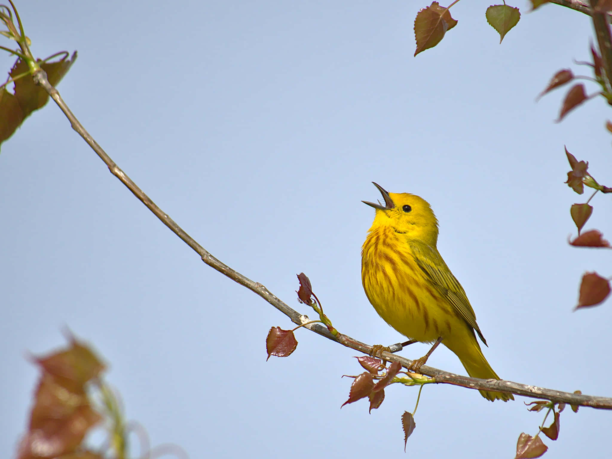 Yellow Warbler, slender branch, clear blue sky, Full HD Desktop Wallpaper