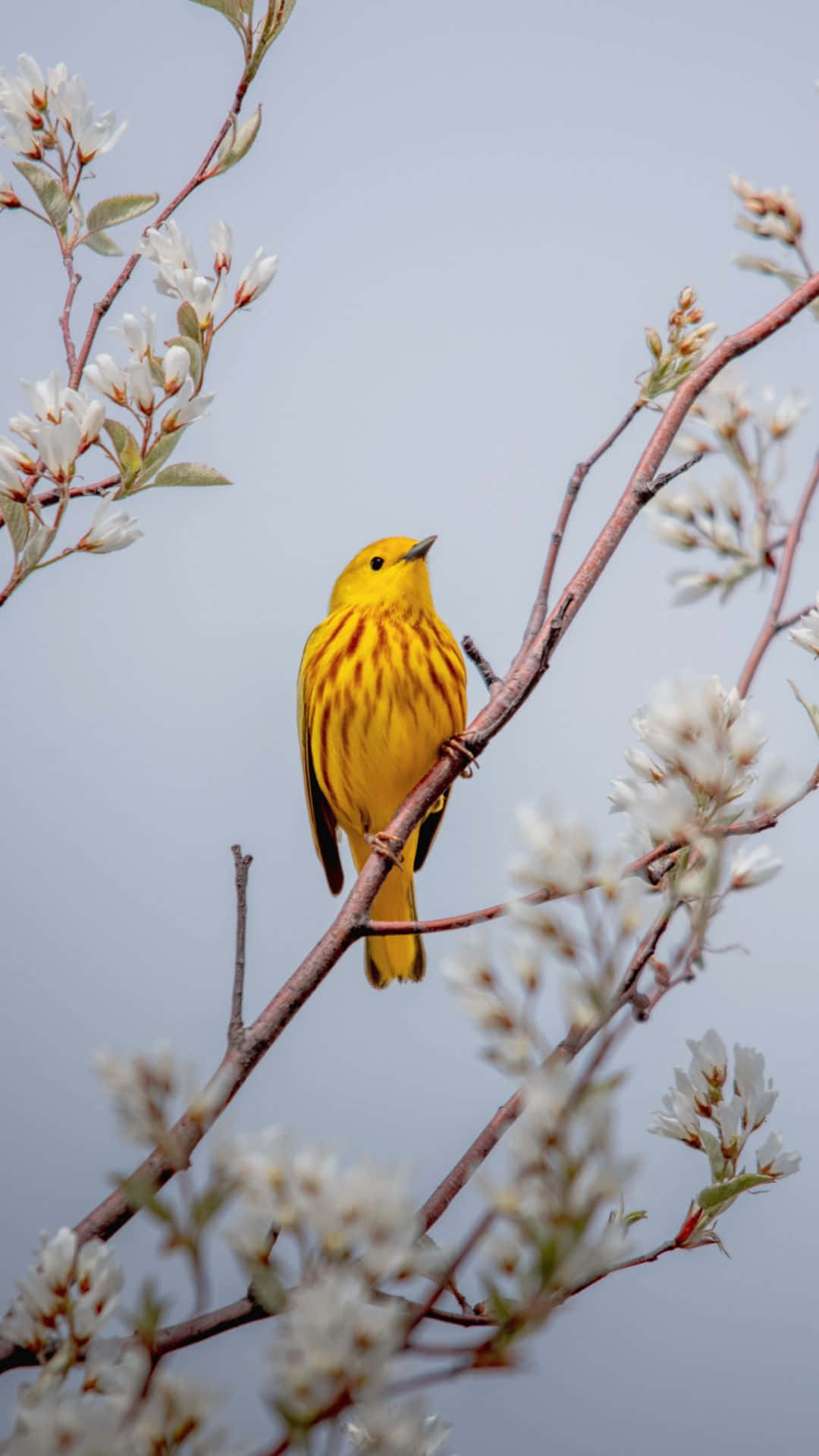 Yellow Warbler, vibrant yellow, streaked plumage, Full HD Phone Wallpaper